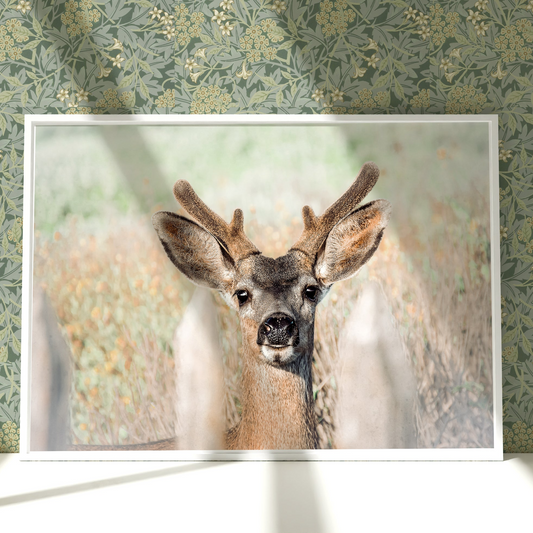 a picture of a deer in a room