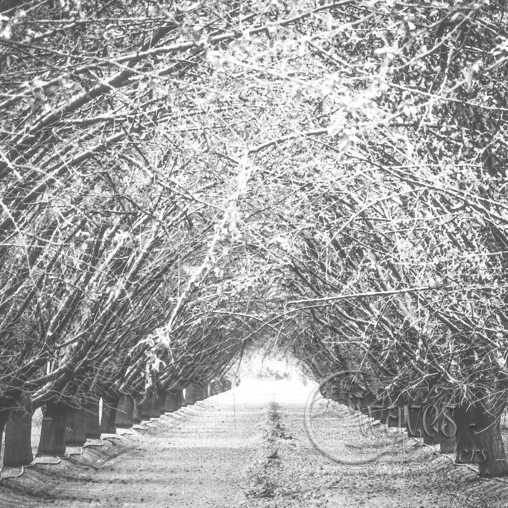 a black and white photo of a row of trees