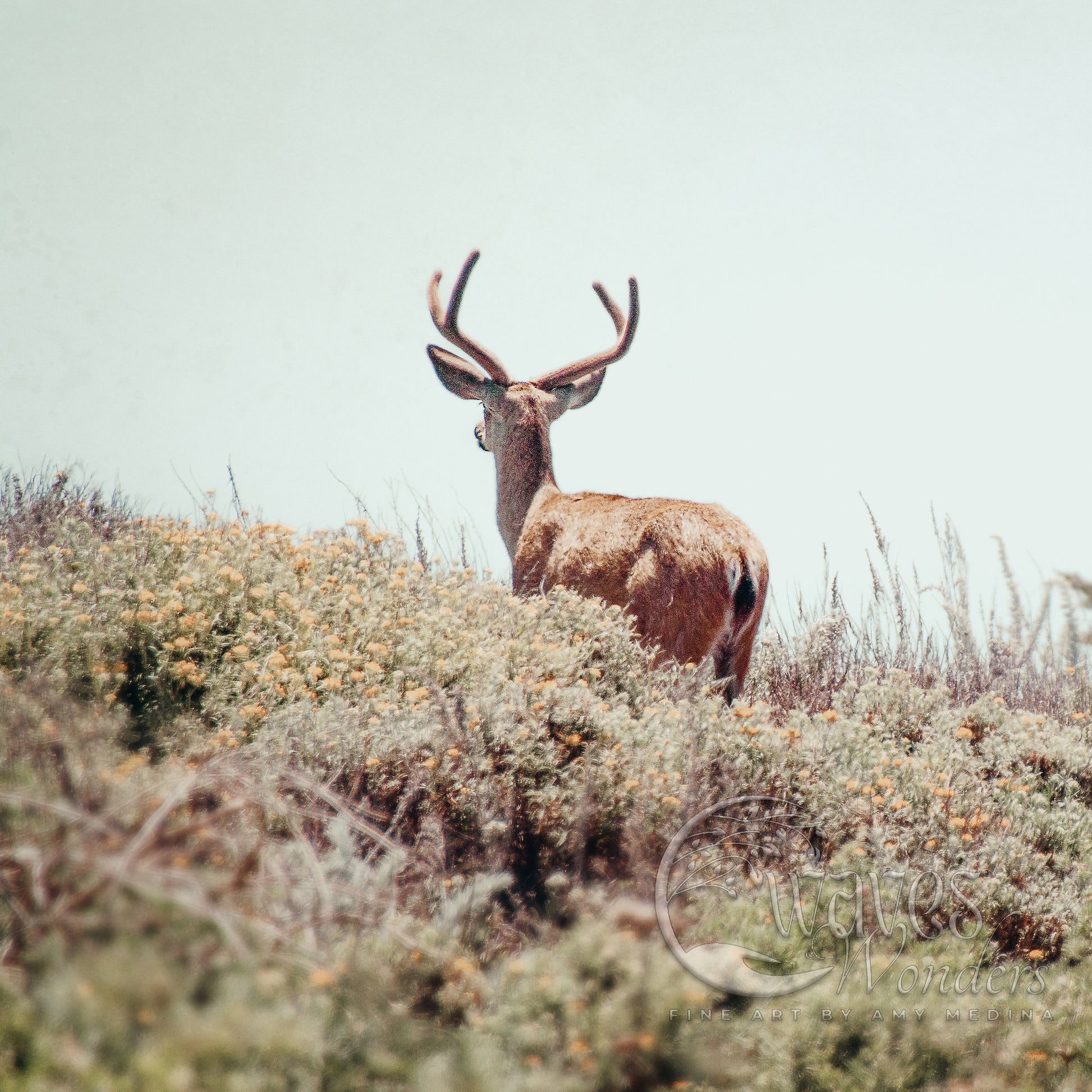 a deer standing on top of a grass covered hillside