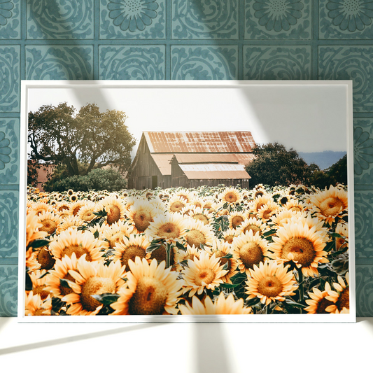 a picture of a field of sunflowers with a barn in the background