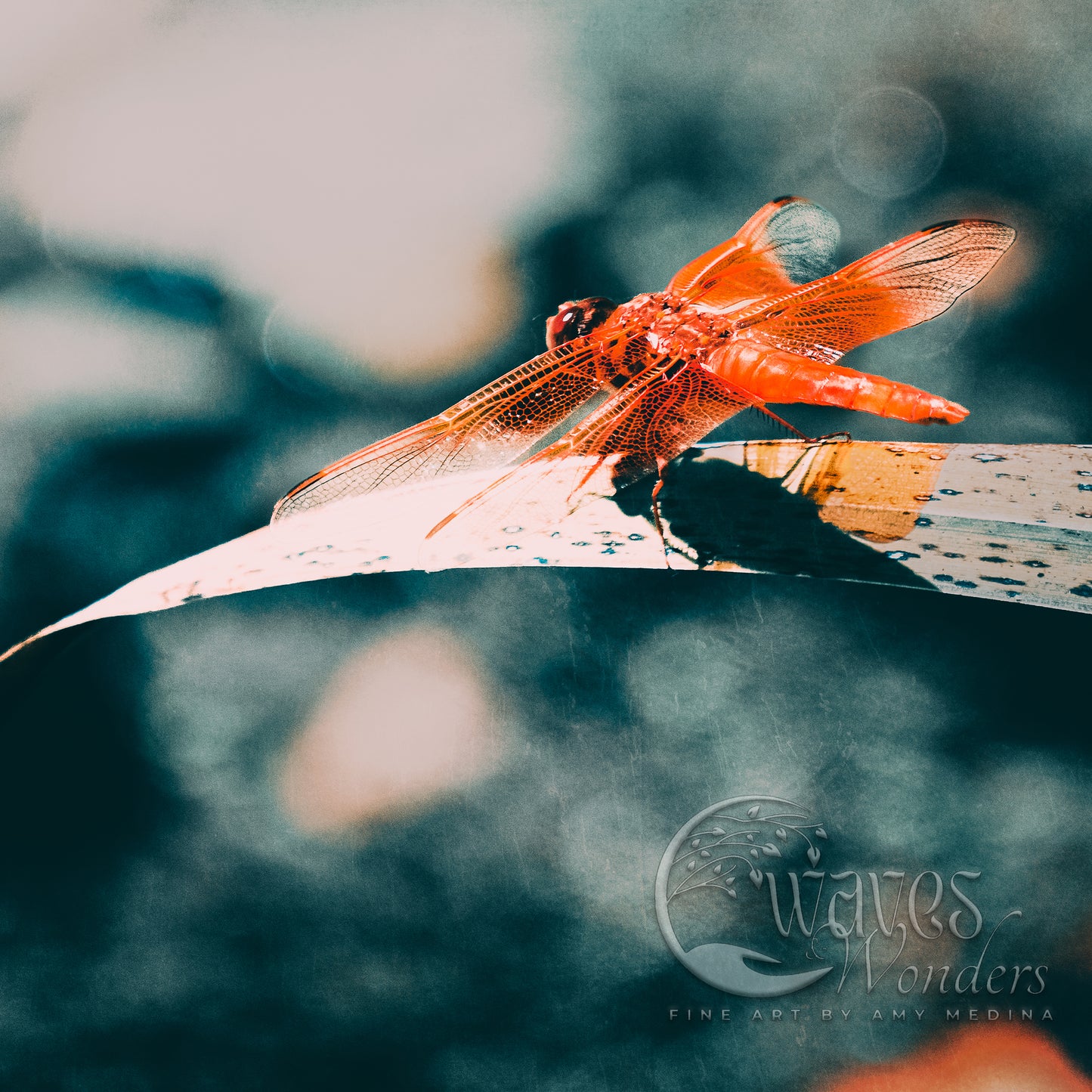 a red dragonfly sitting on top of a leaf