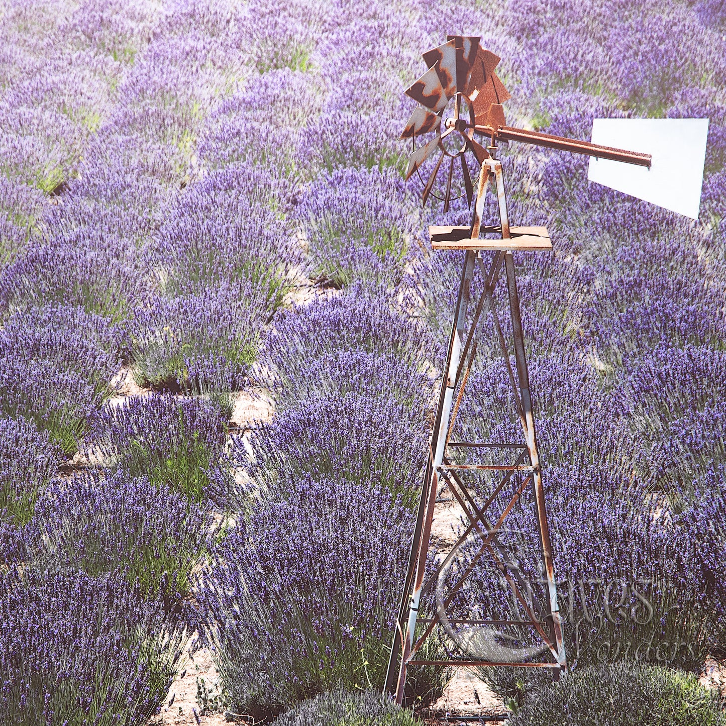 a windmill in a field of lavender flowers