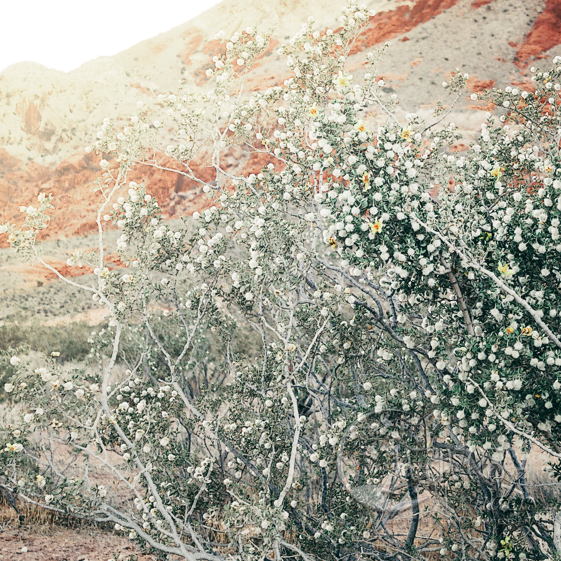 a bush with white flowers in the desert