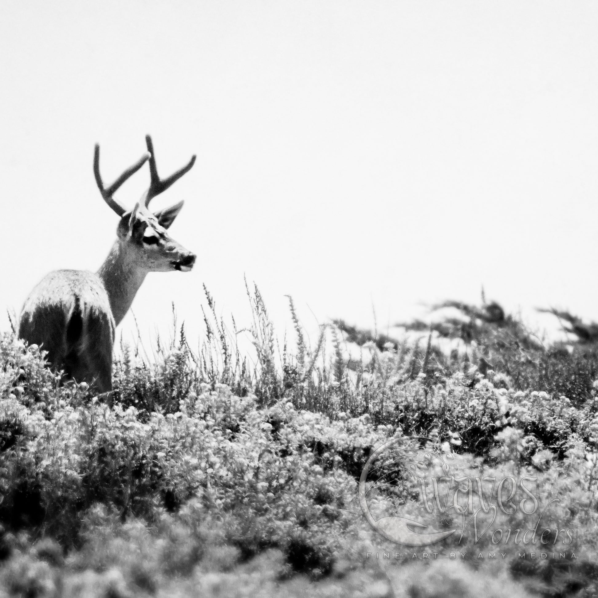 a black and white photo of a deer in a field