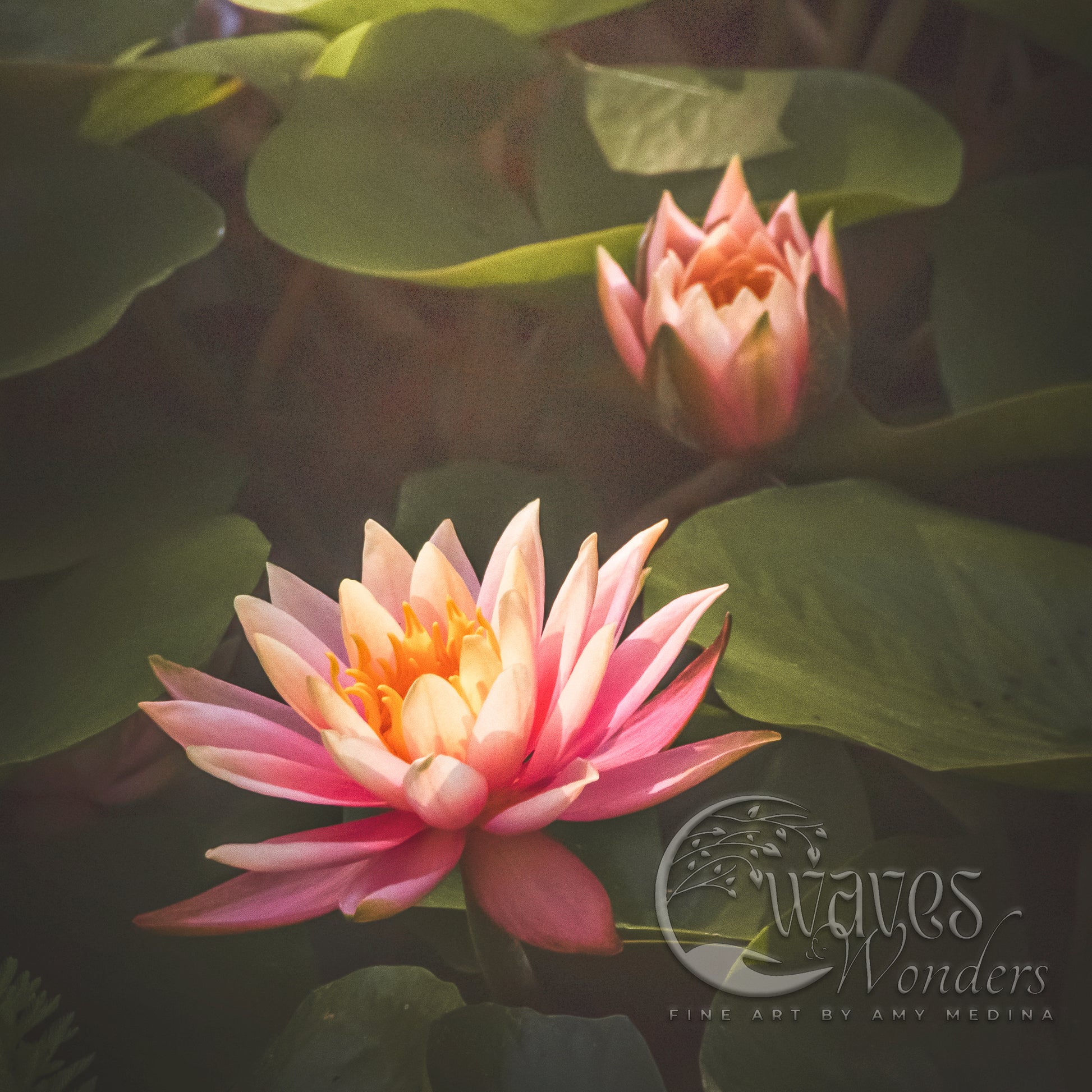 two pink water lilies in a pond surrounded by green leaves