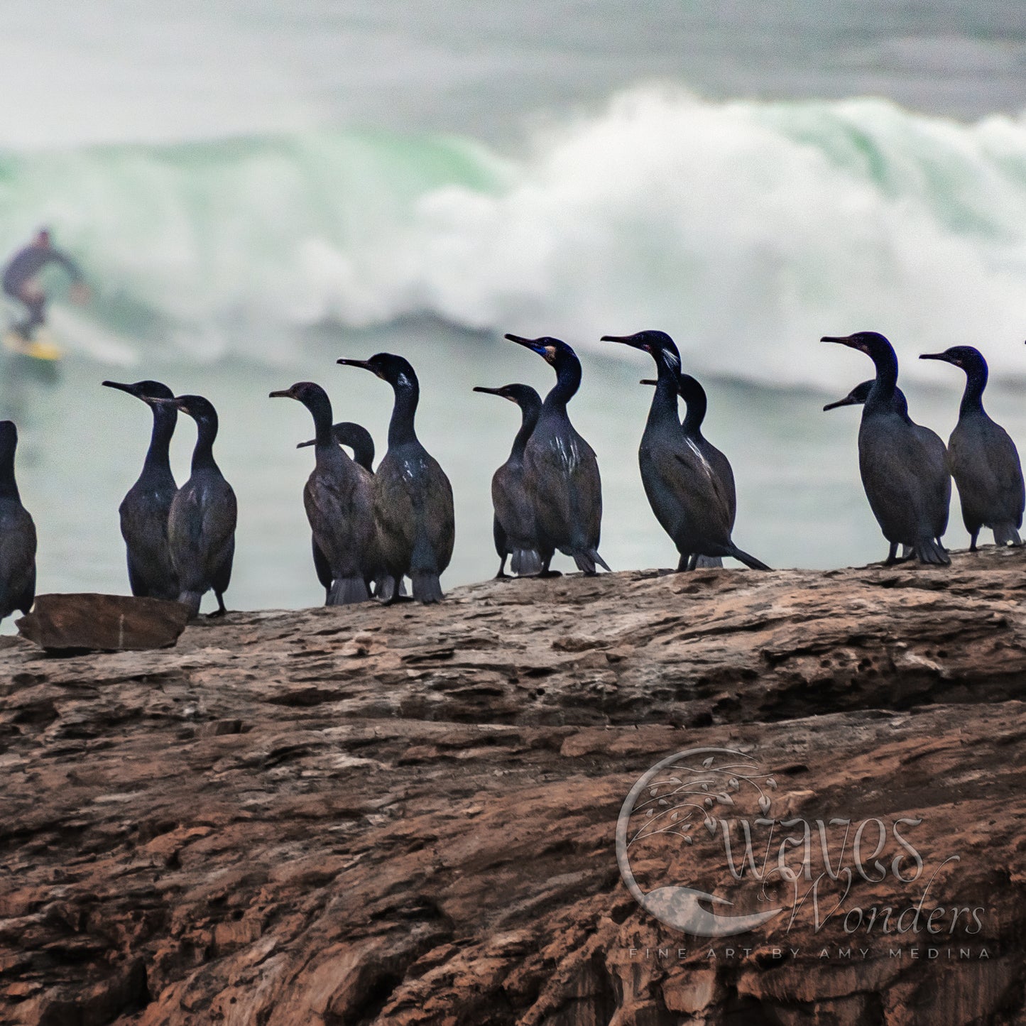 a group of birds standing on a rock near the ocean