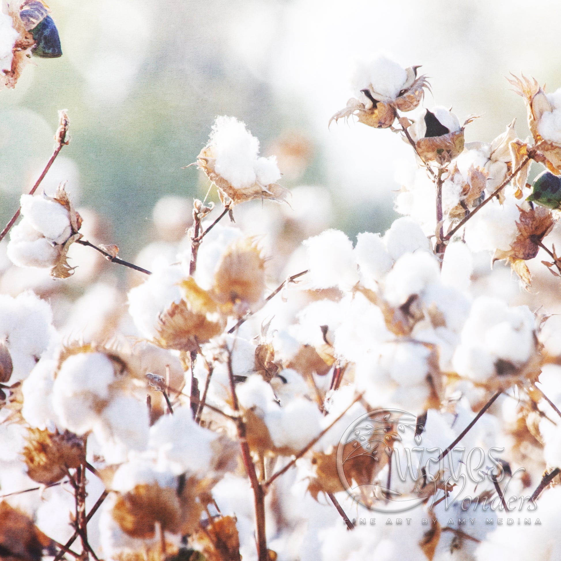 a close up of cotton flowers with a blurry background