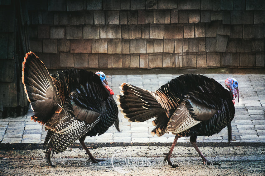 The Wild Turkeys of the Santa Cruz Mountains