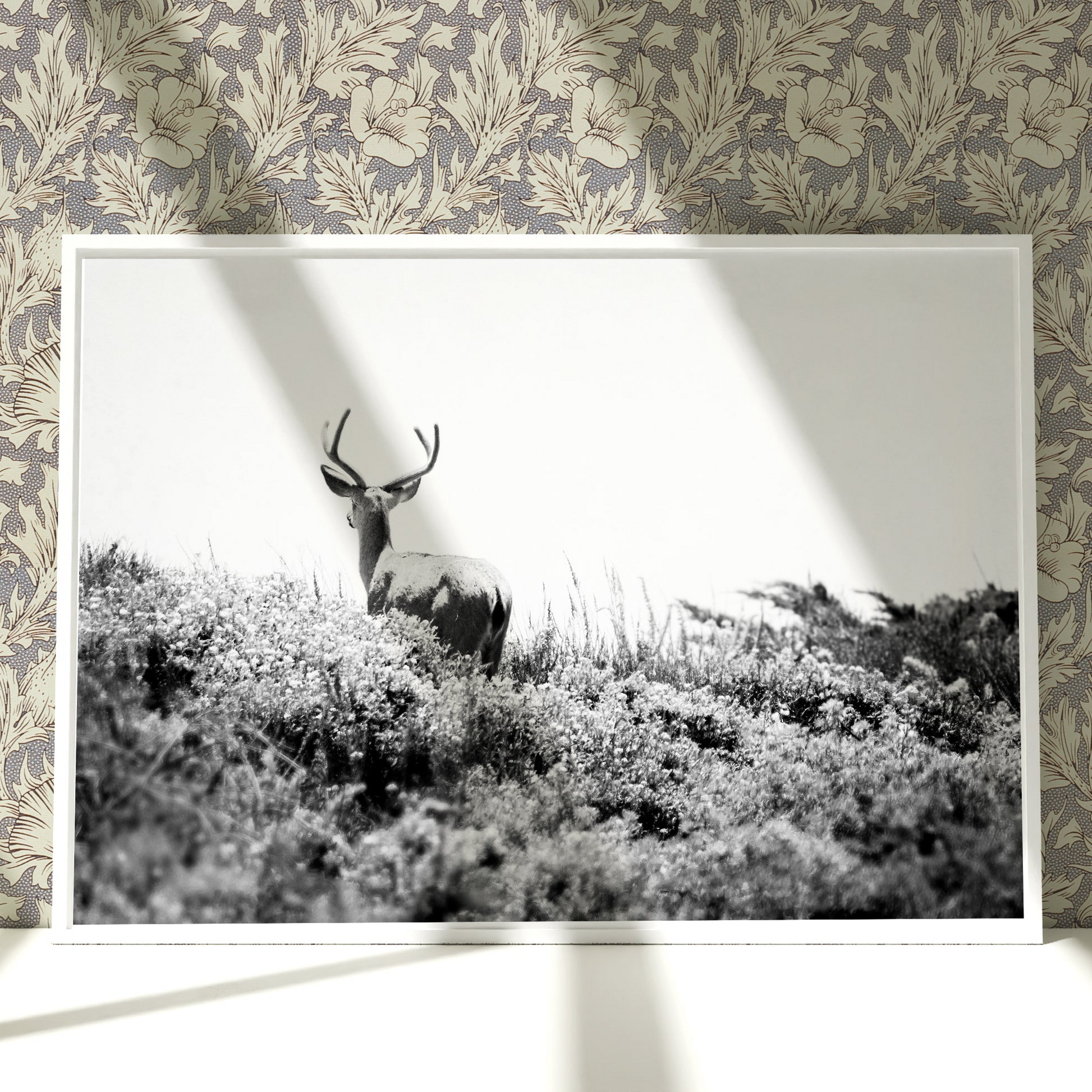 a black and white photo of a deer in a field