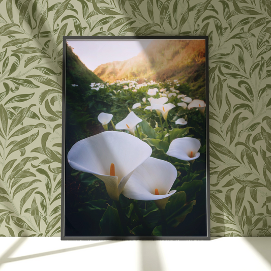 a picture of some white flowers in a room