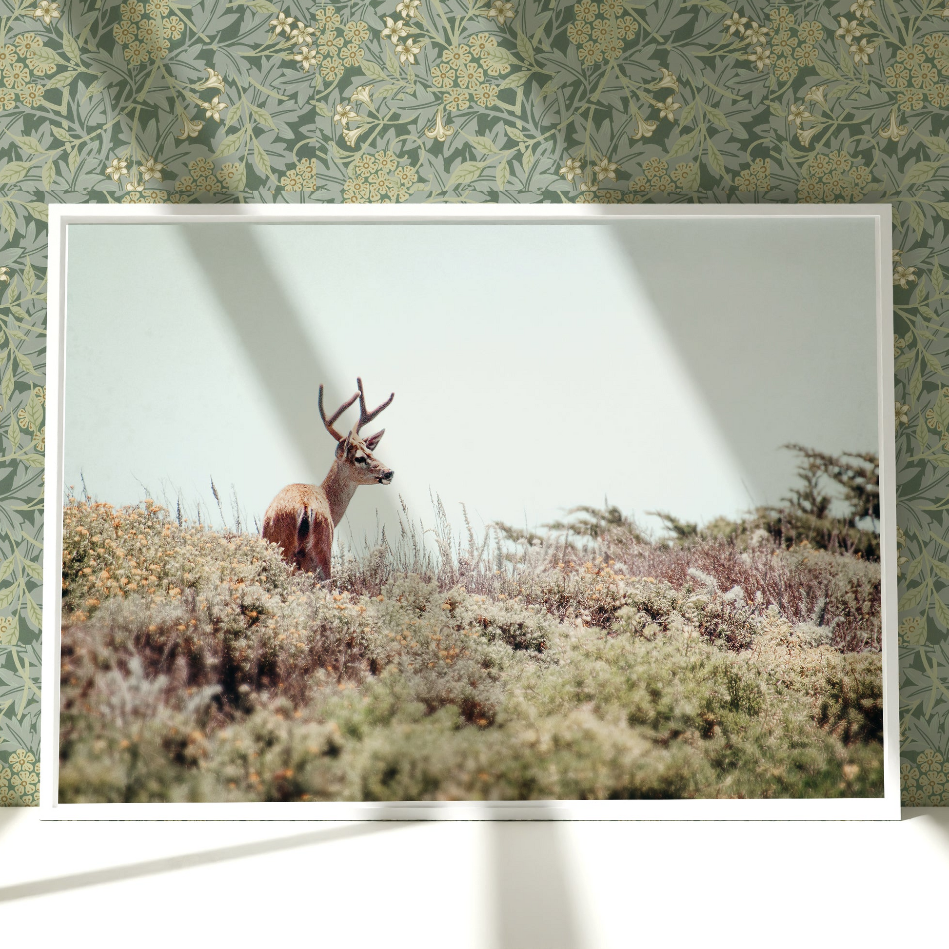 a picture of a deer standing in a field