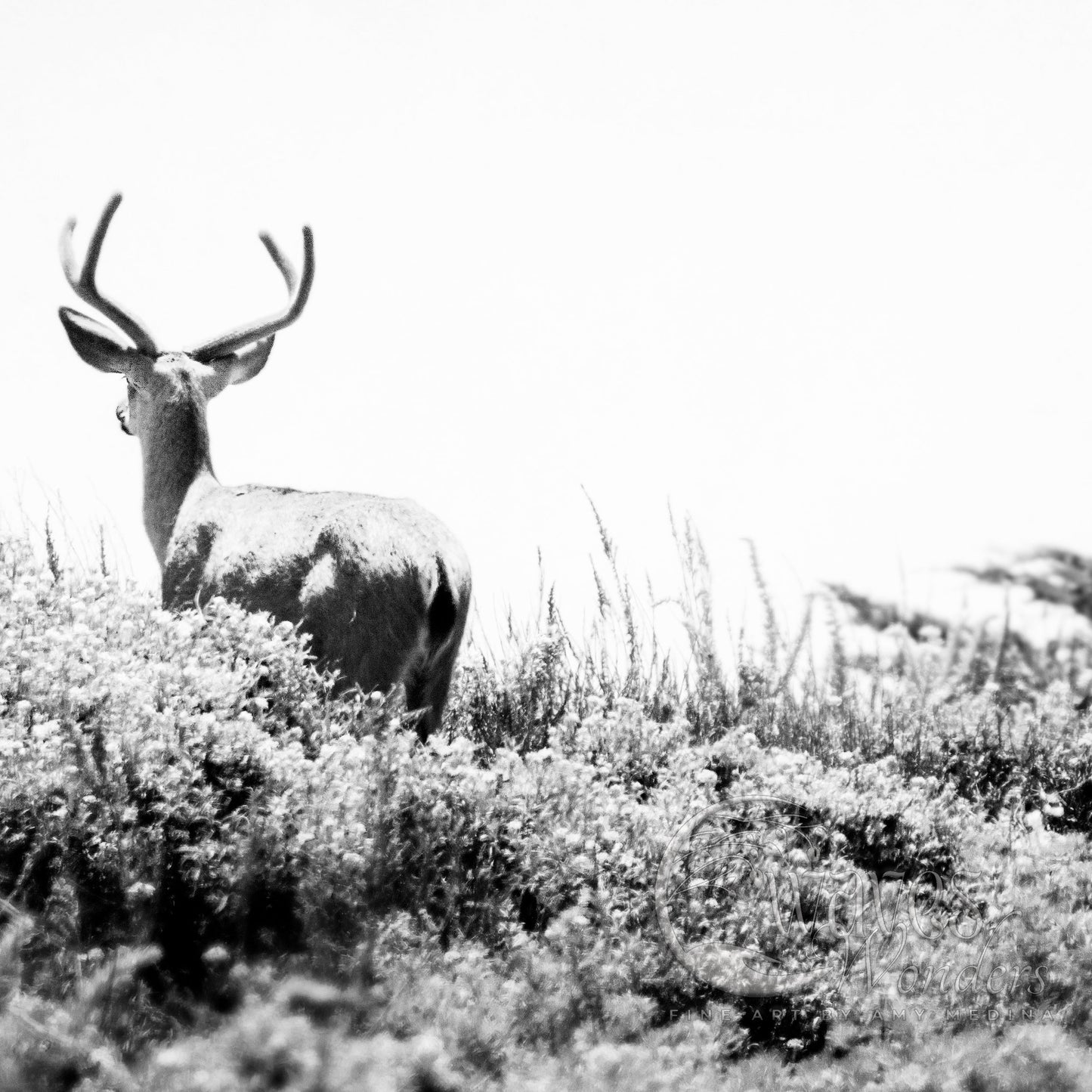 a black and white photo of a deer in a field