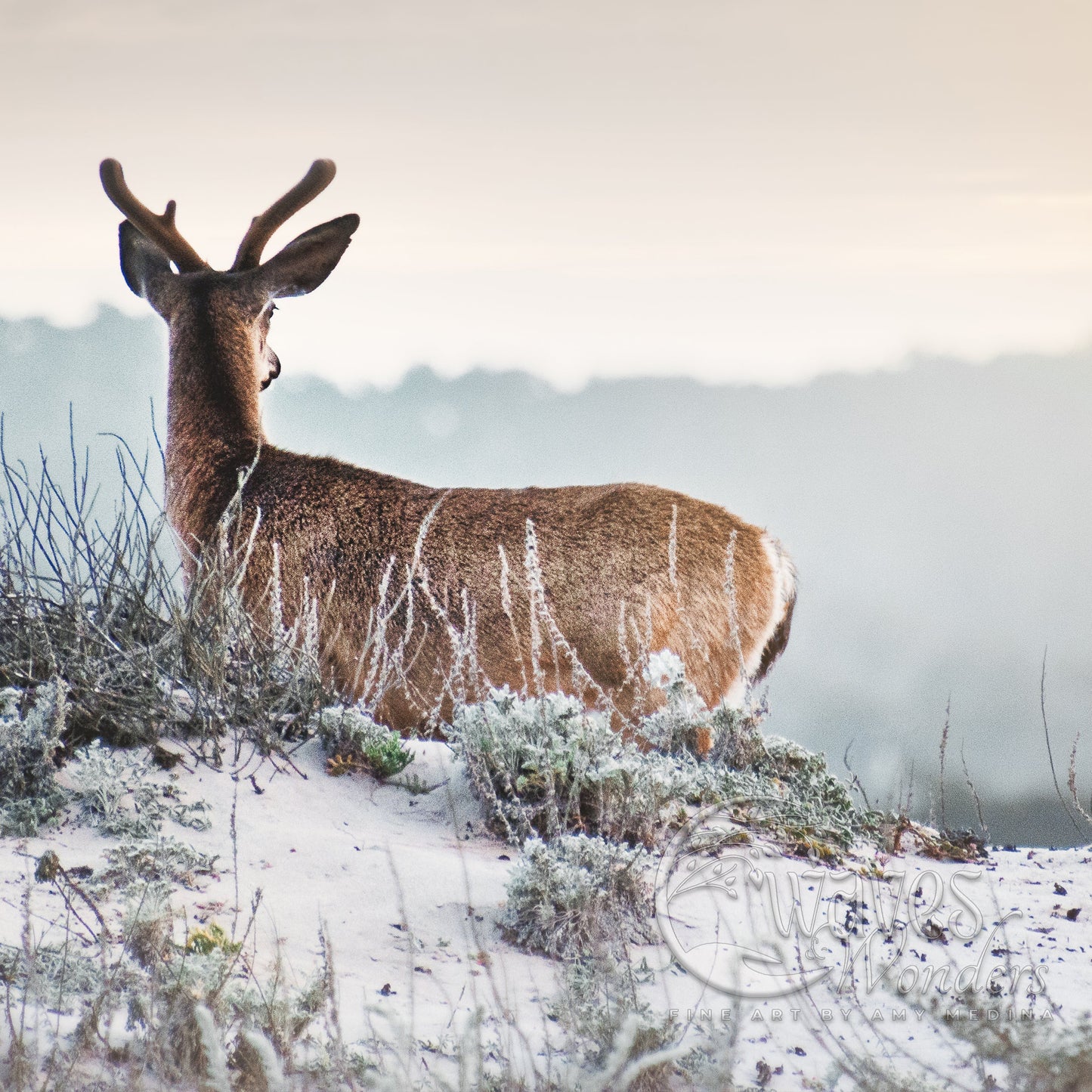 a deer standing on top of a snow covered hill