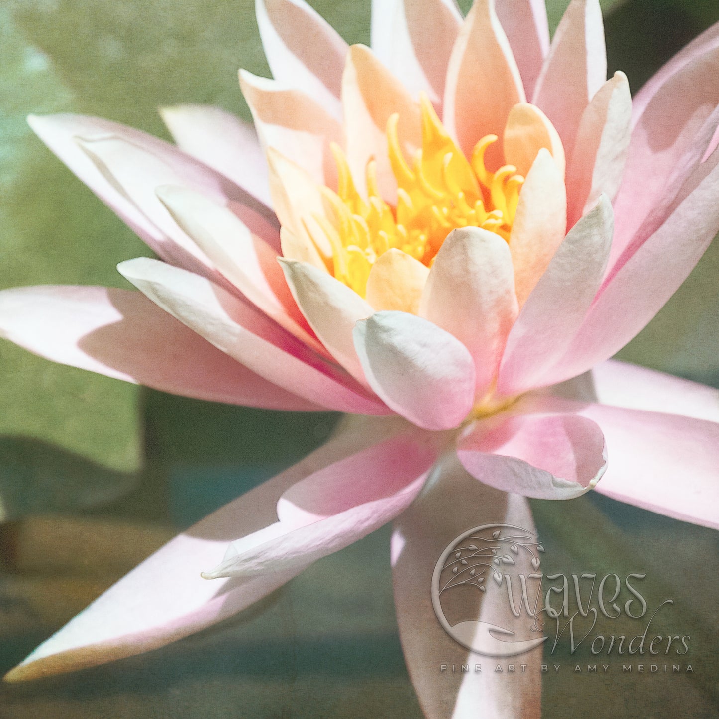 a pink and yellow water lily in a pond