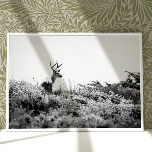 a black and white photo of a deer in a field