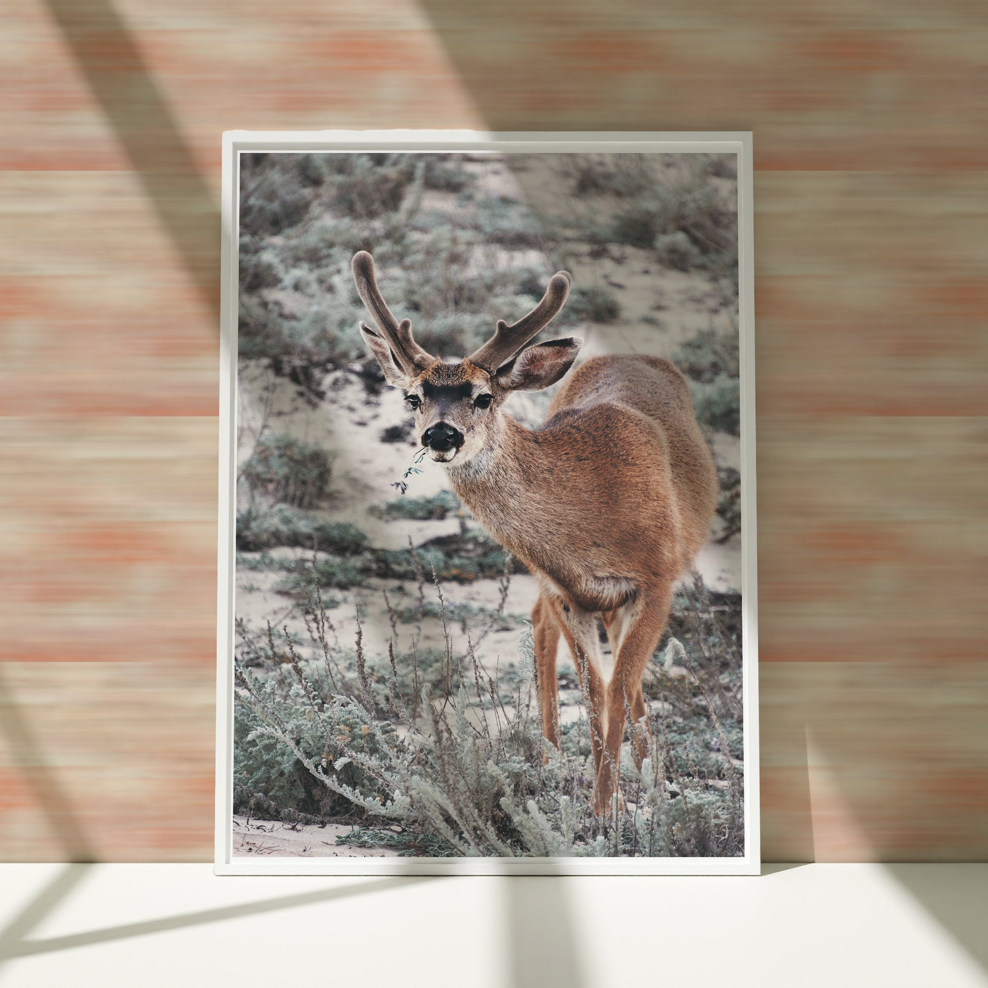 a picture of a deer is hanging on a wall