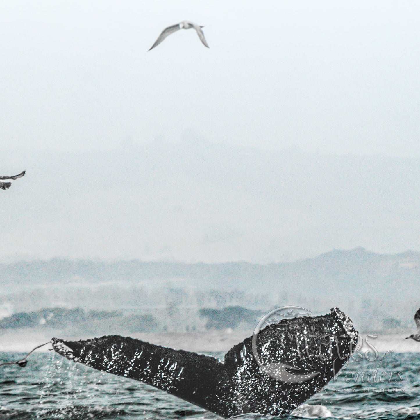 a whale tail flups out of the water