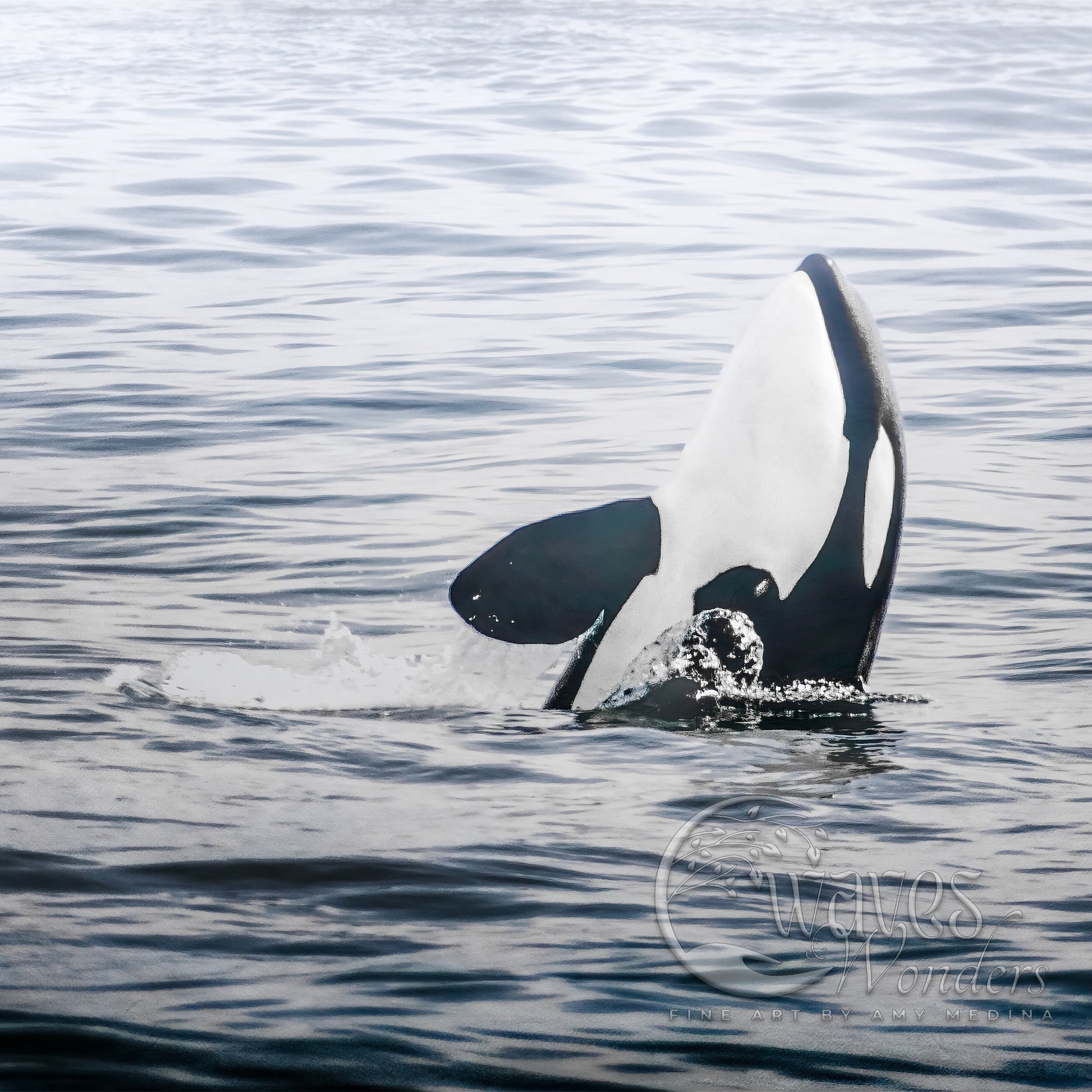 a whale is swimming in the water