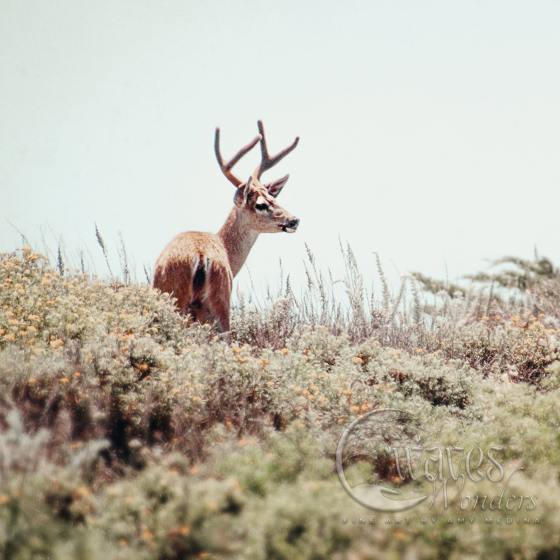 a deer standing on top of a grass covered hillside