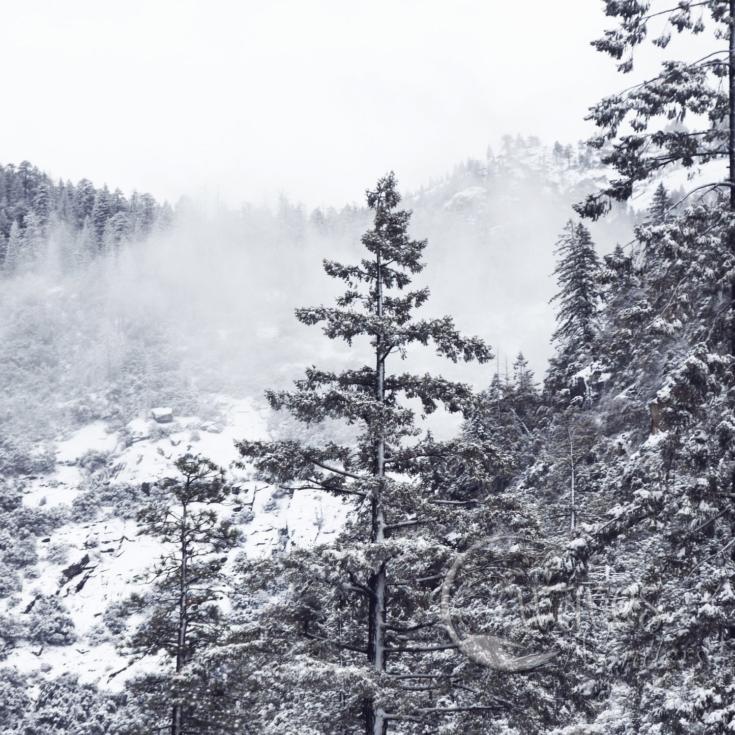 a forest filled with lots of trees covered in snow