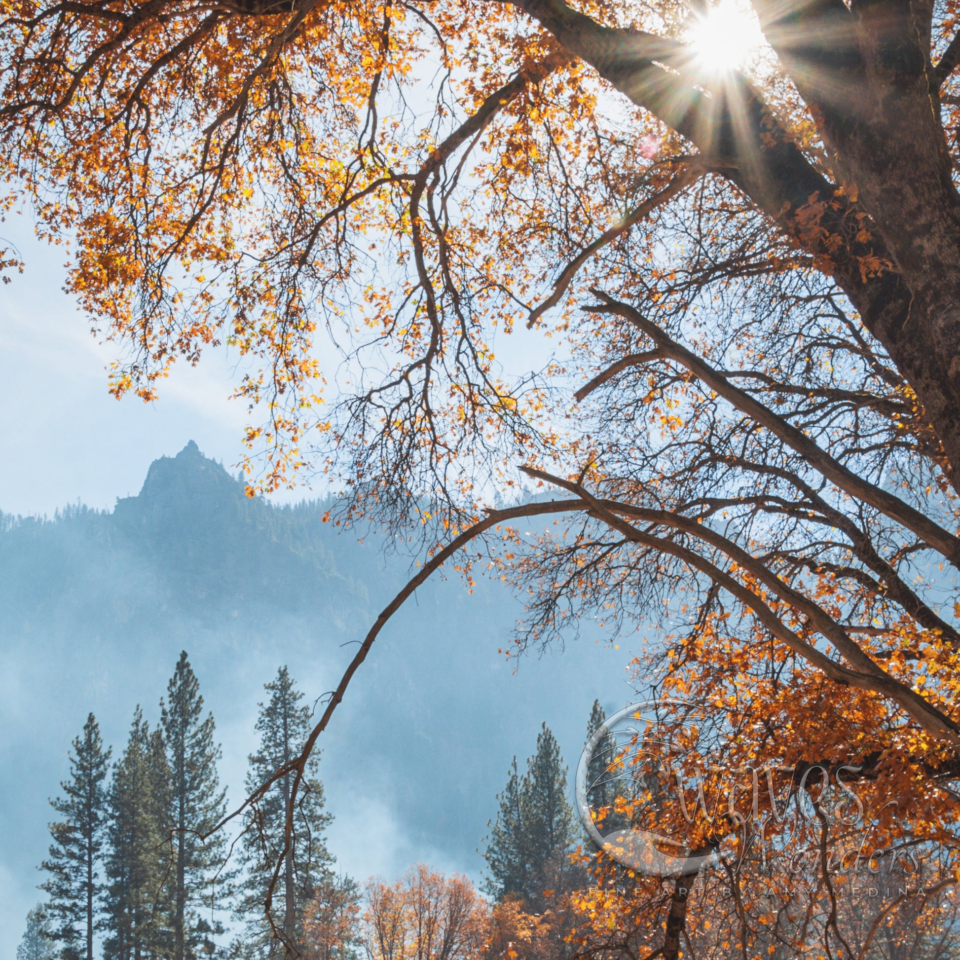 the sun shines through the branches of a tree