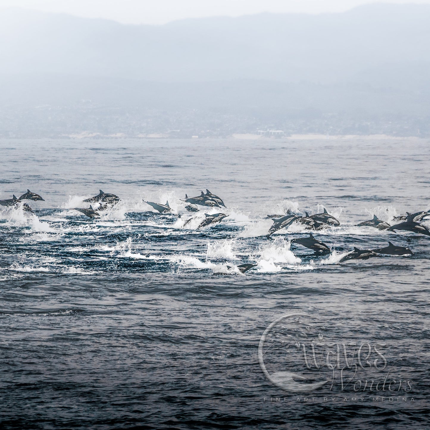 a group of dolphins swimming in the ocean