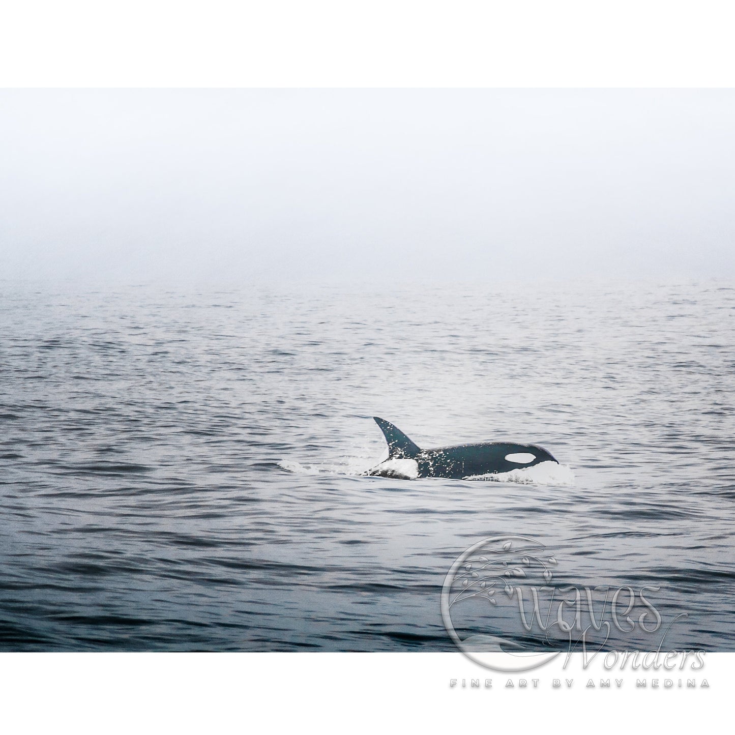 a whale is swimming in the ocean on a foggy day