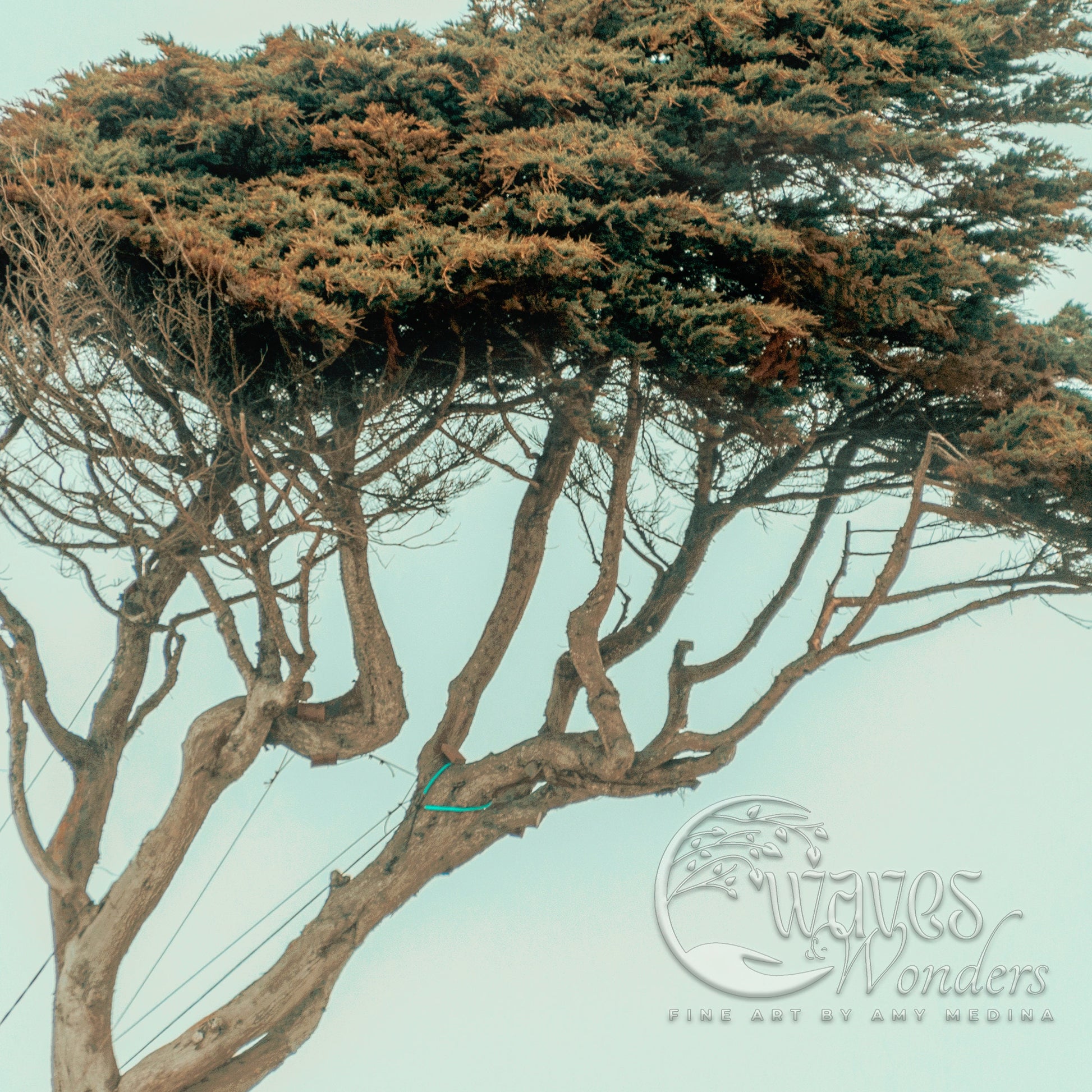 a large tree with a bird perched on top of it