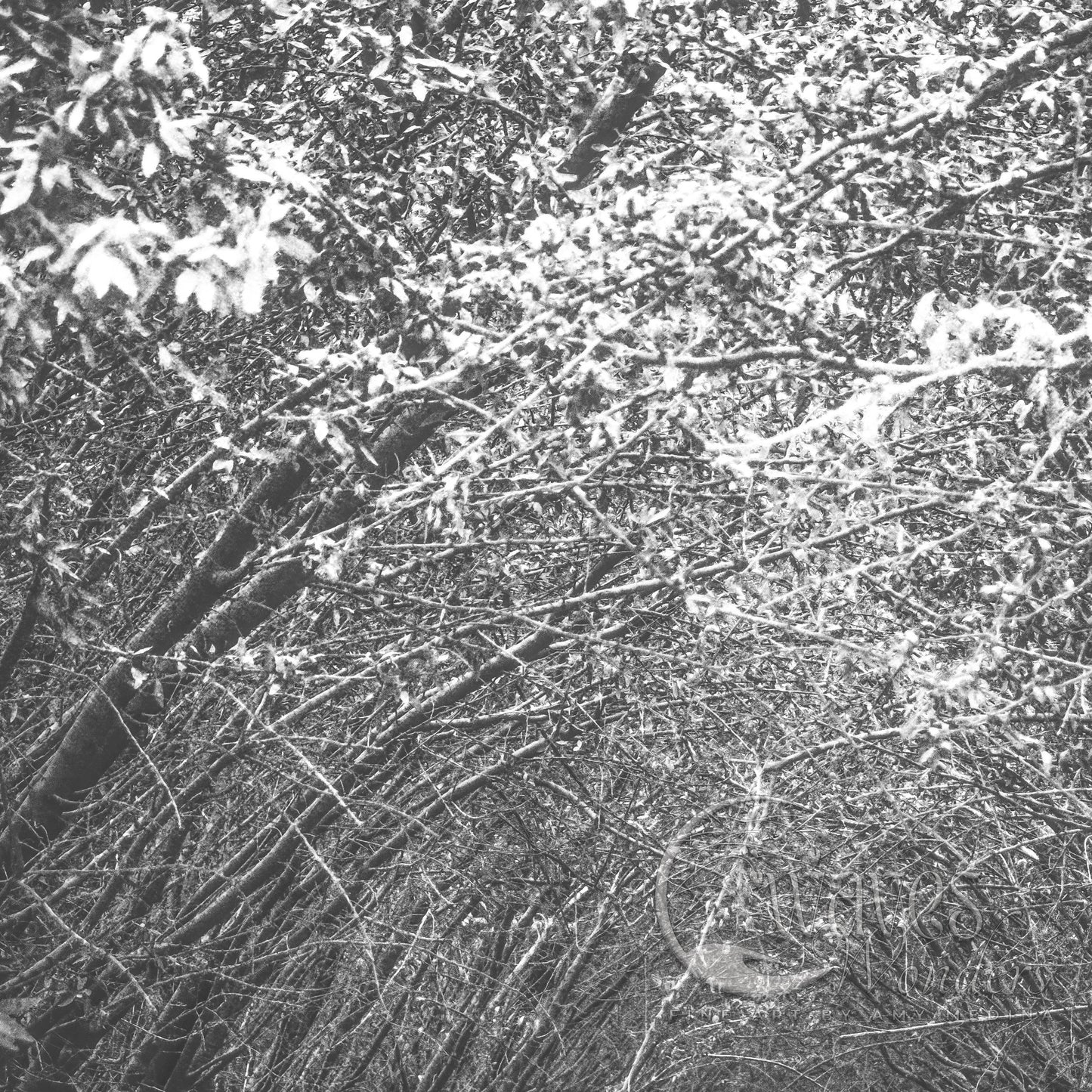 a black and white photo of trees and bushes