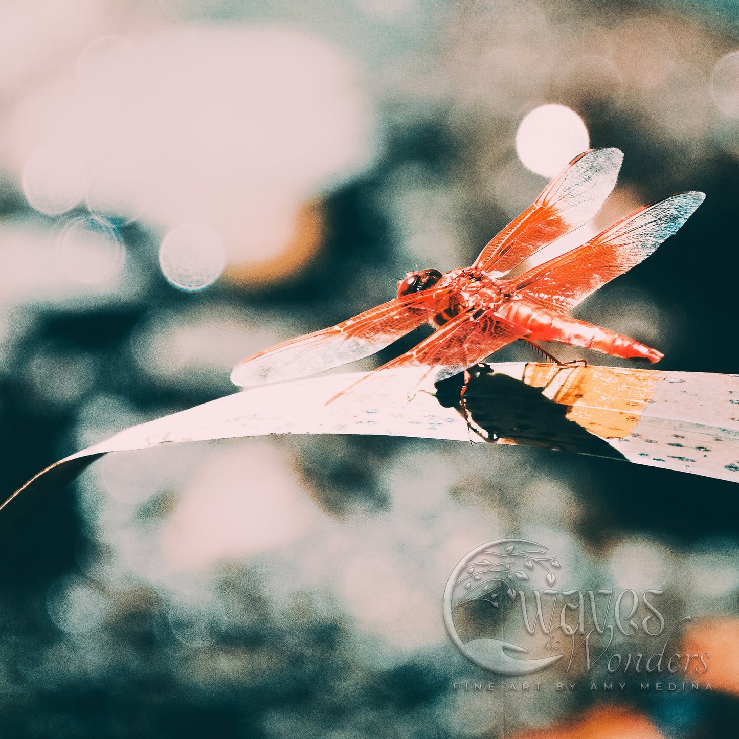 a close up of a red dragonfly on a blade