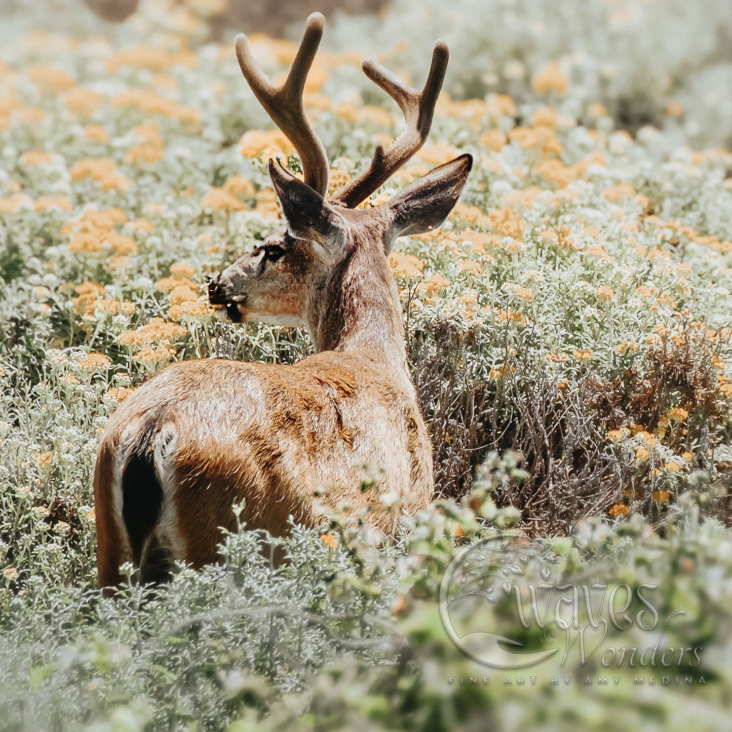 a deer that is standing in the grass