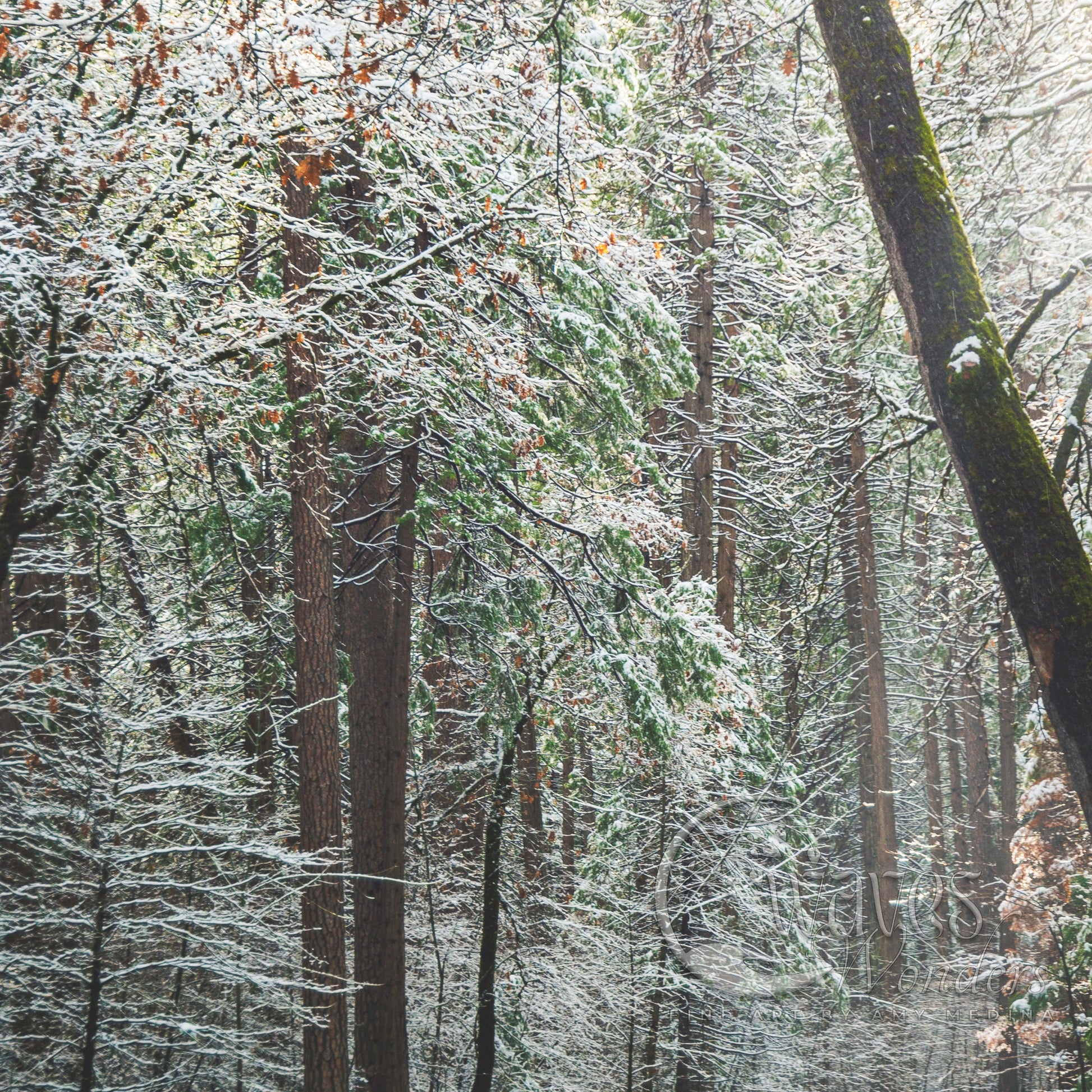 a snow covered forest filled with lots of trees