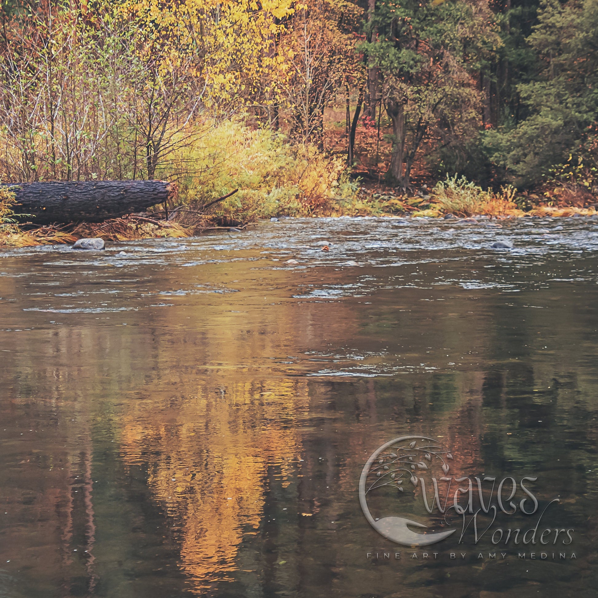 a river with trees in the background and a fallen tree in the foreground