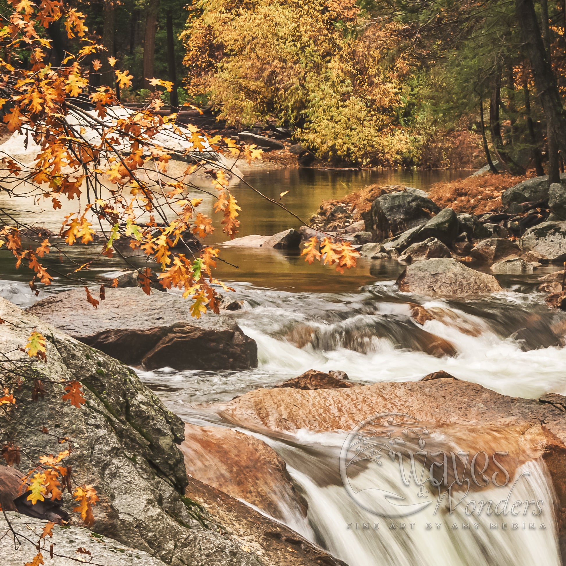 a river running through a forest filled with lots of rocks