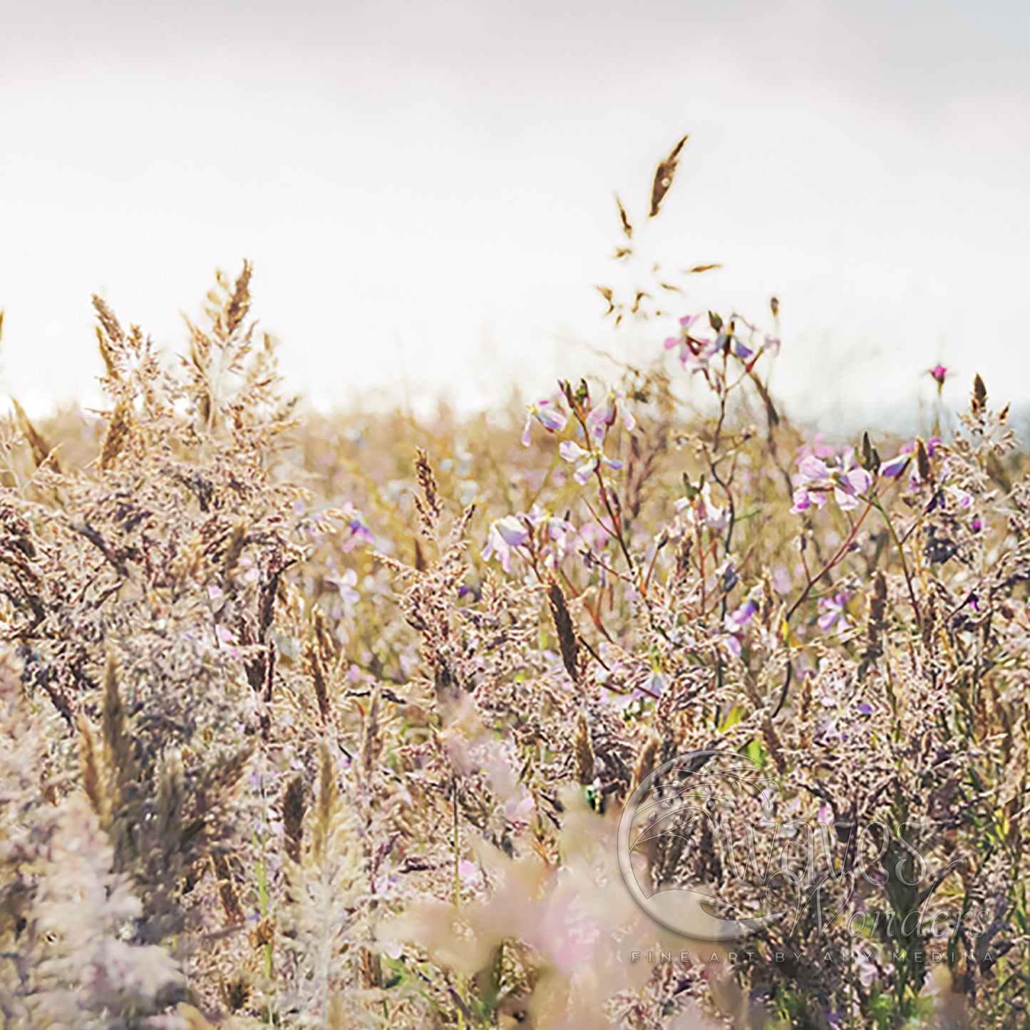 a field full of purple flowers with a blue sky in the background