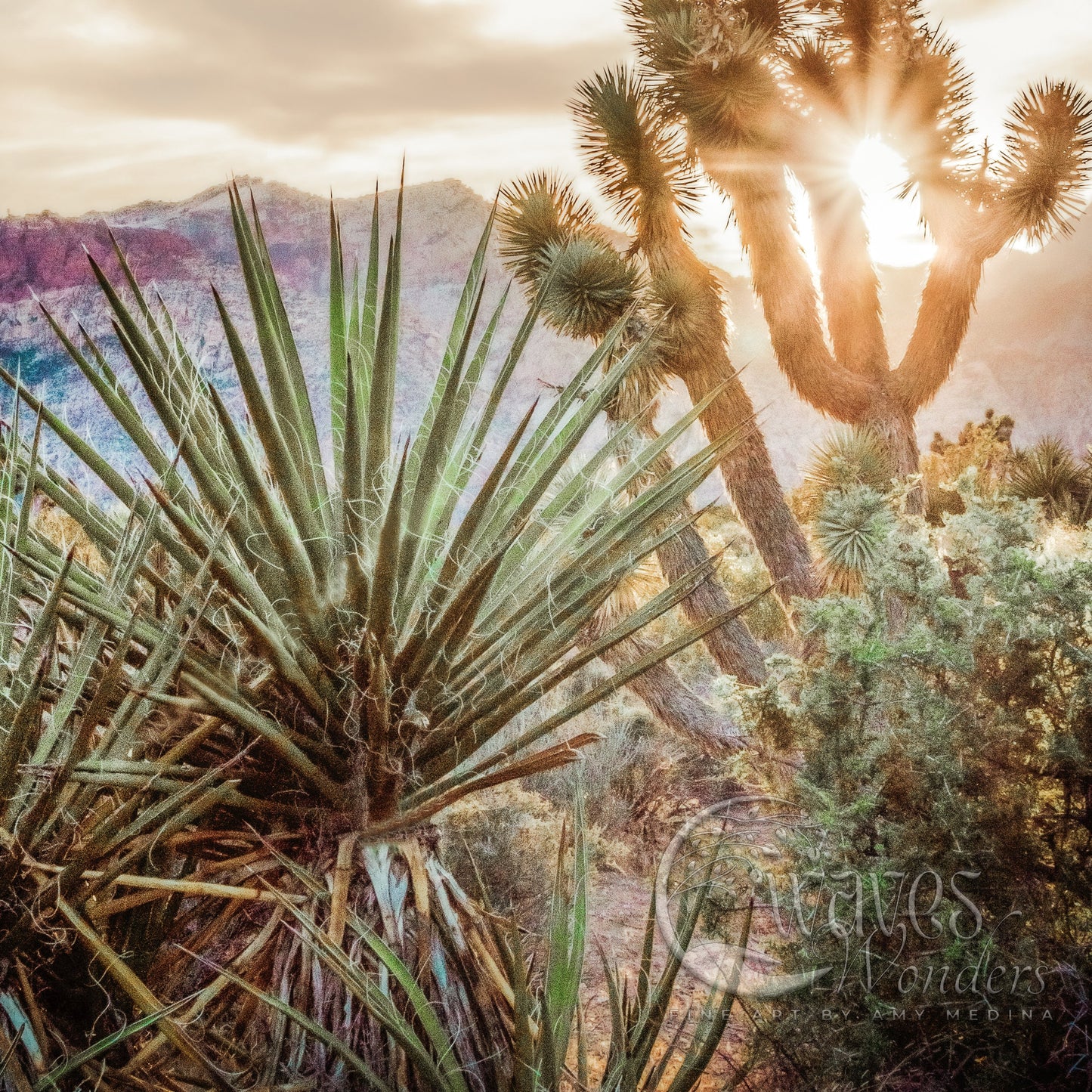 the sun shines through the clouds behind a cactus