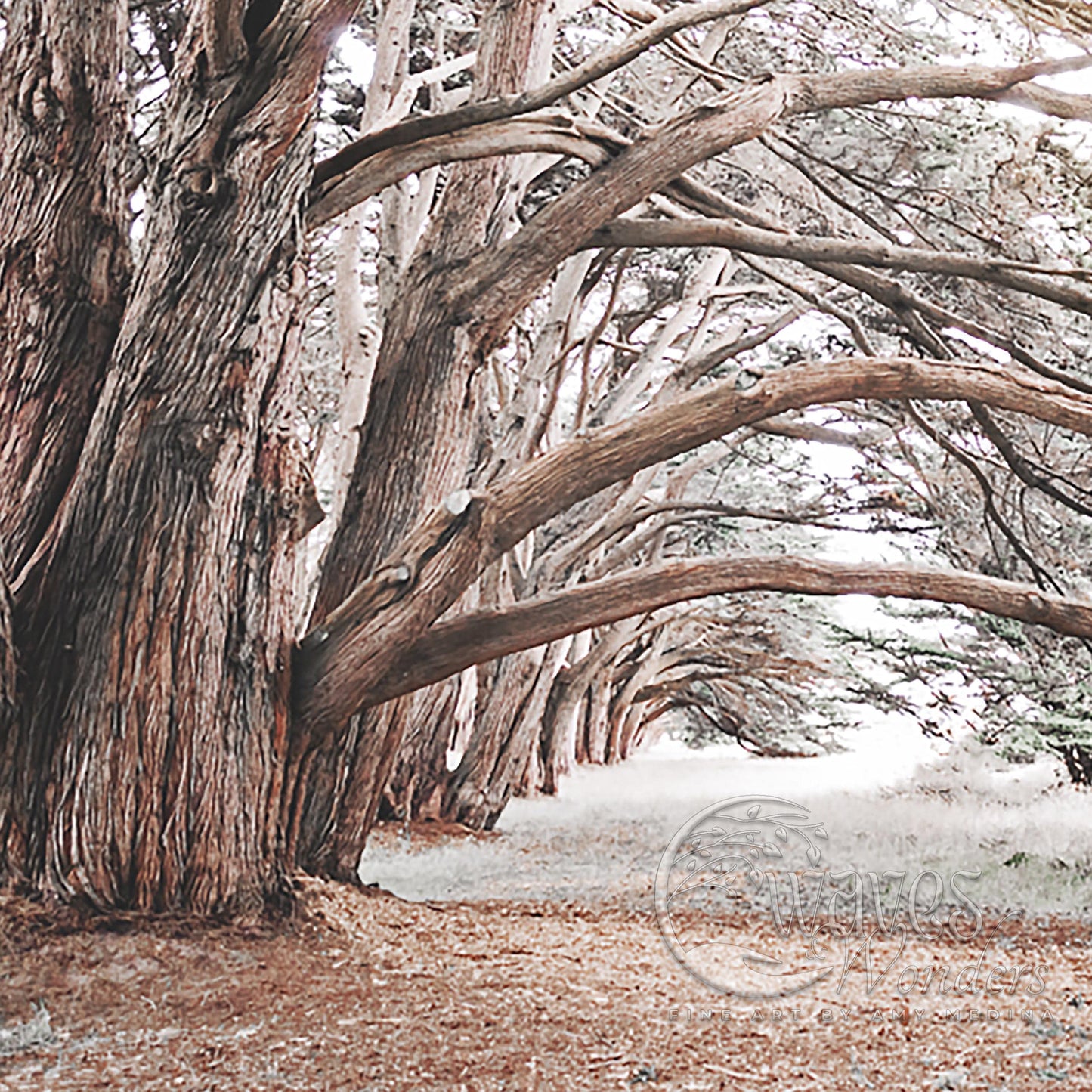 a group of trees that are next to each other