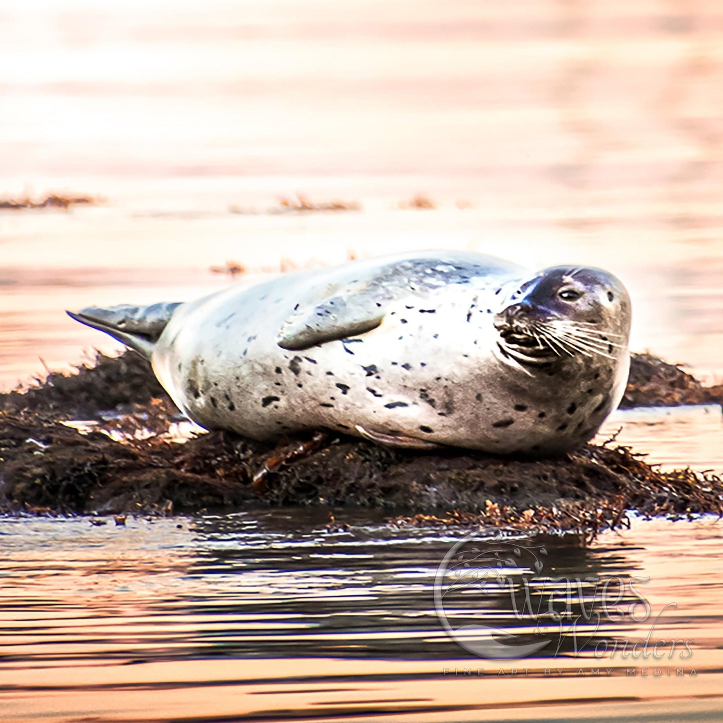 a seal laying on top of a pile of seaweed