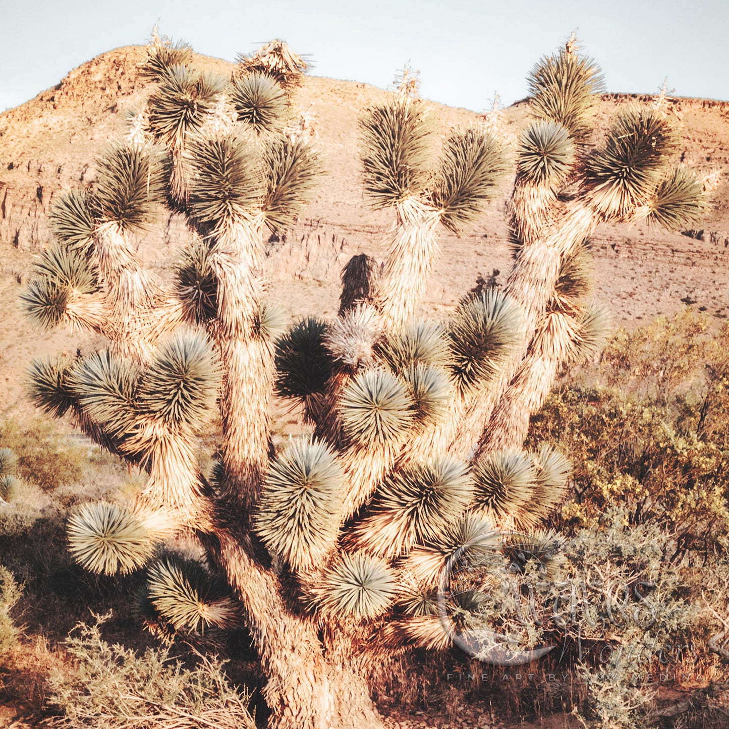 a large cactus in the middle of a desert