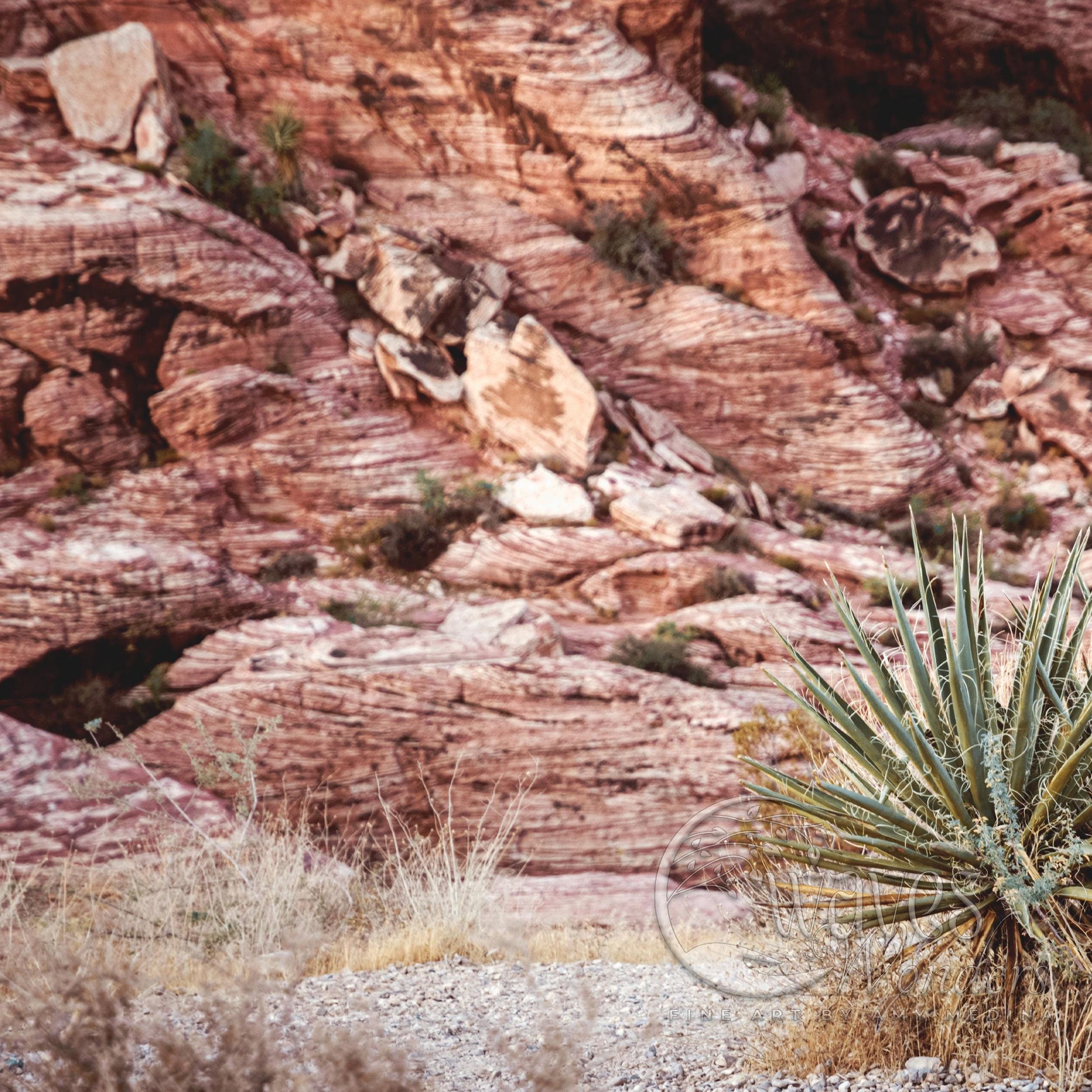 a small cactus in the middle of a desert