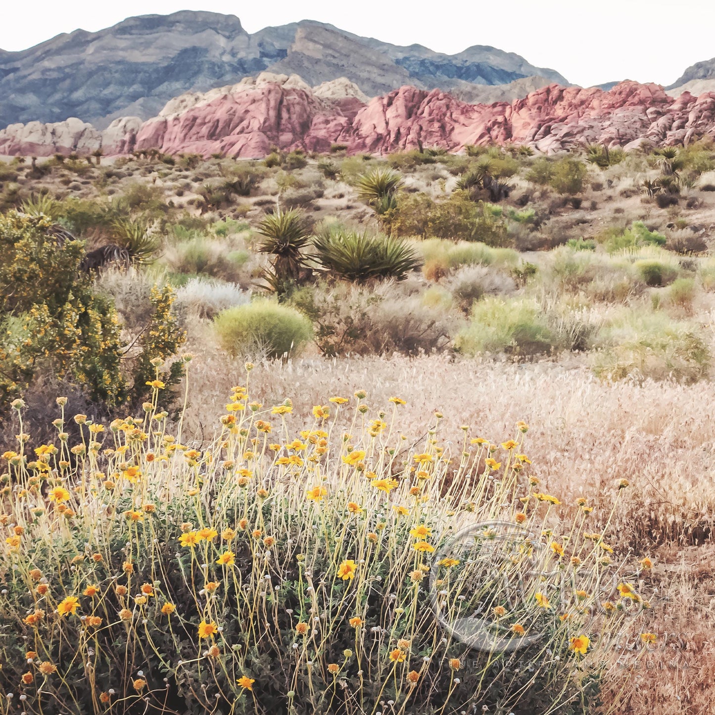 a field with yellow flowers and mountains in the background