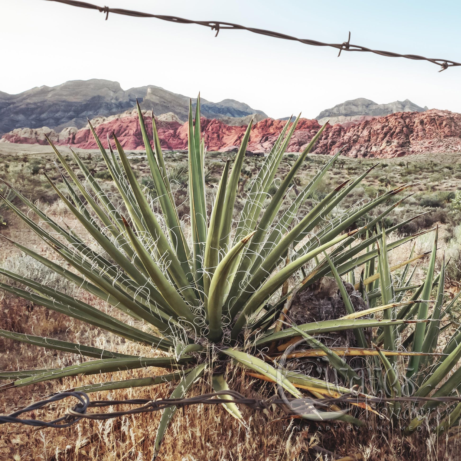 a cactus in a field with mountains in the background