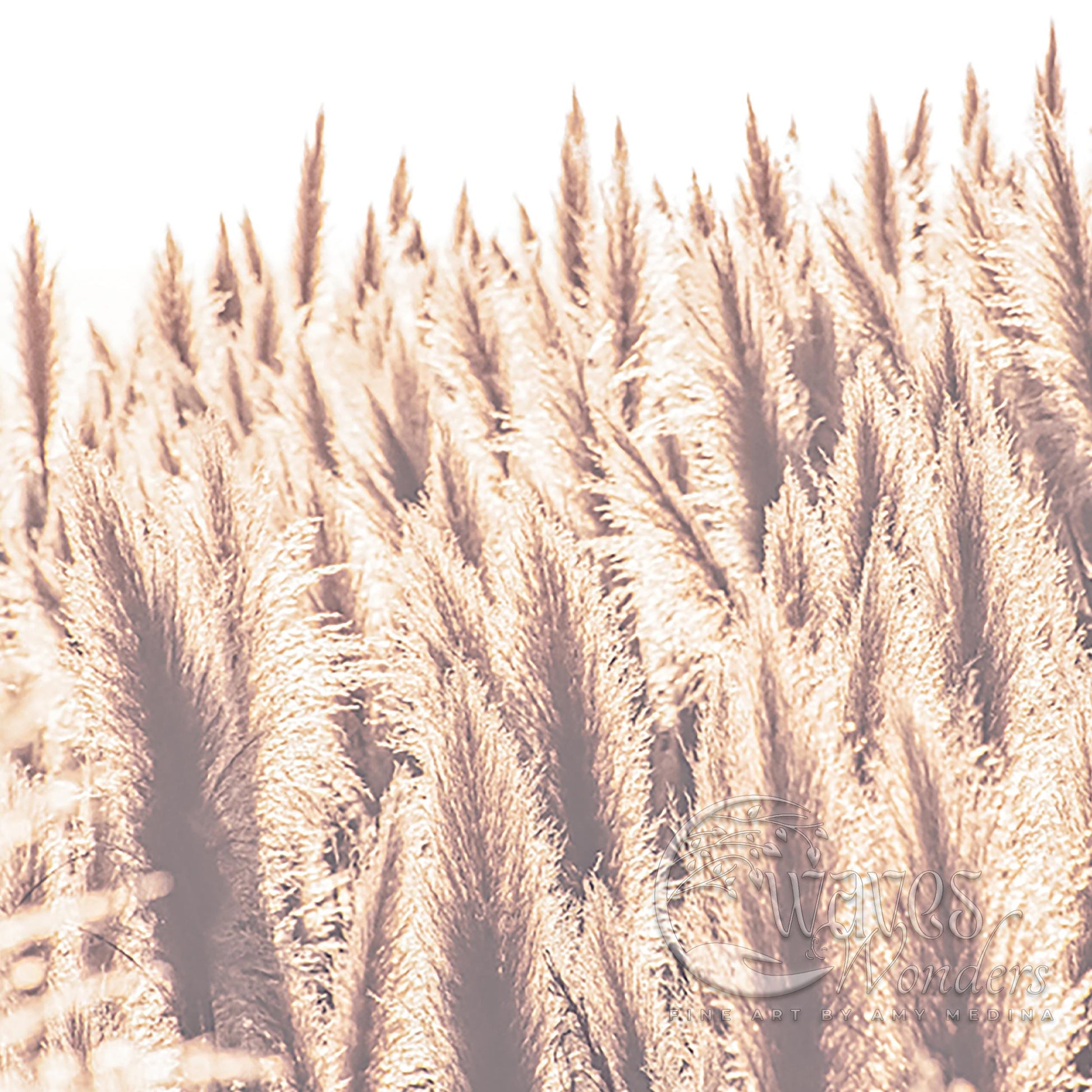 a field of tall grass with a sky background