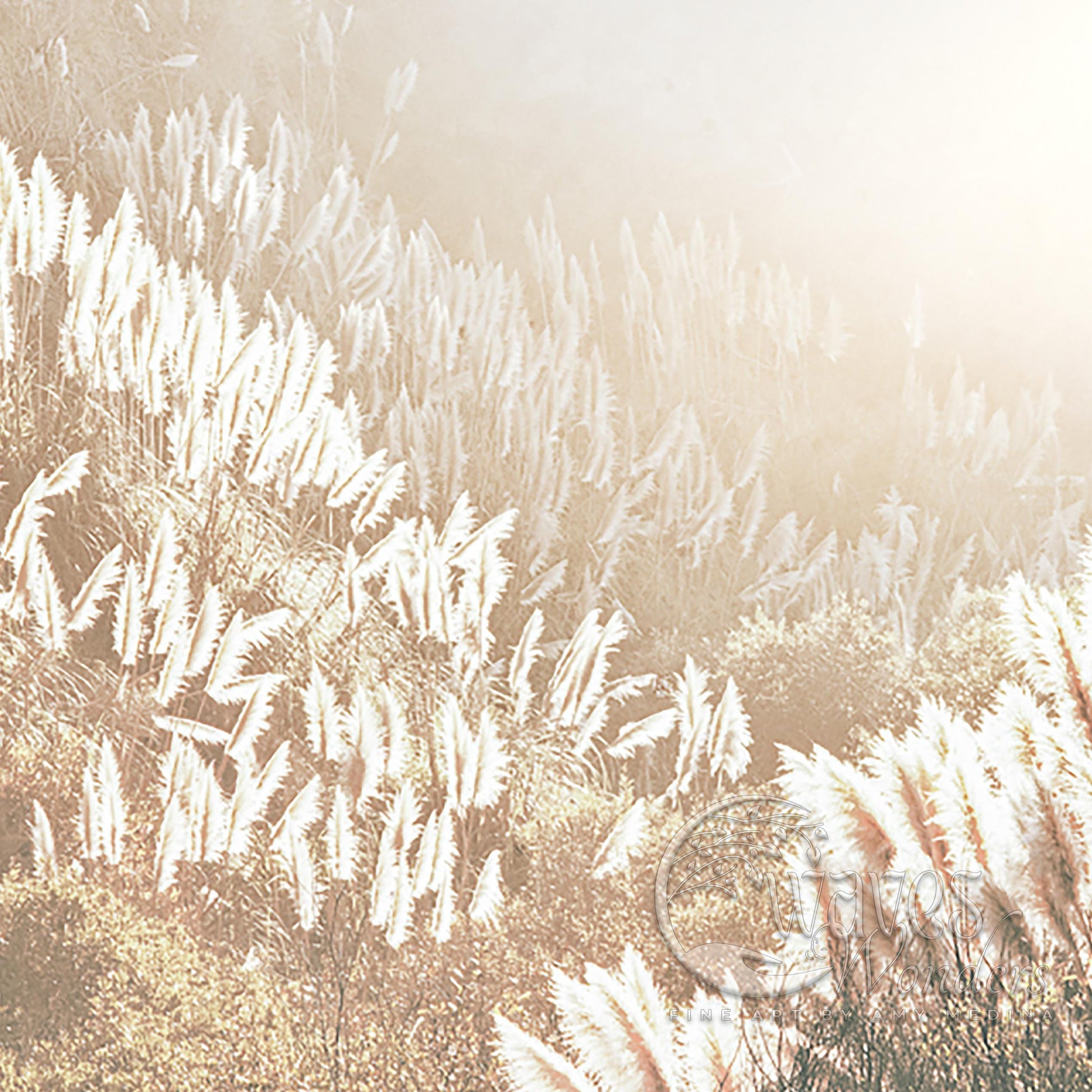 a field of tall grass with a sky background