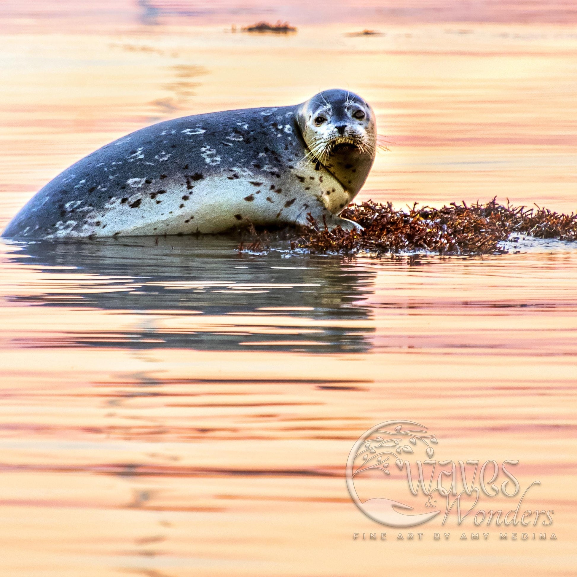 a seal in the water with seaweed in it's mouth