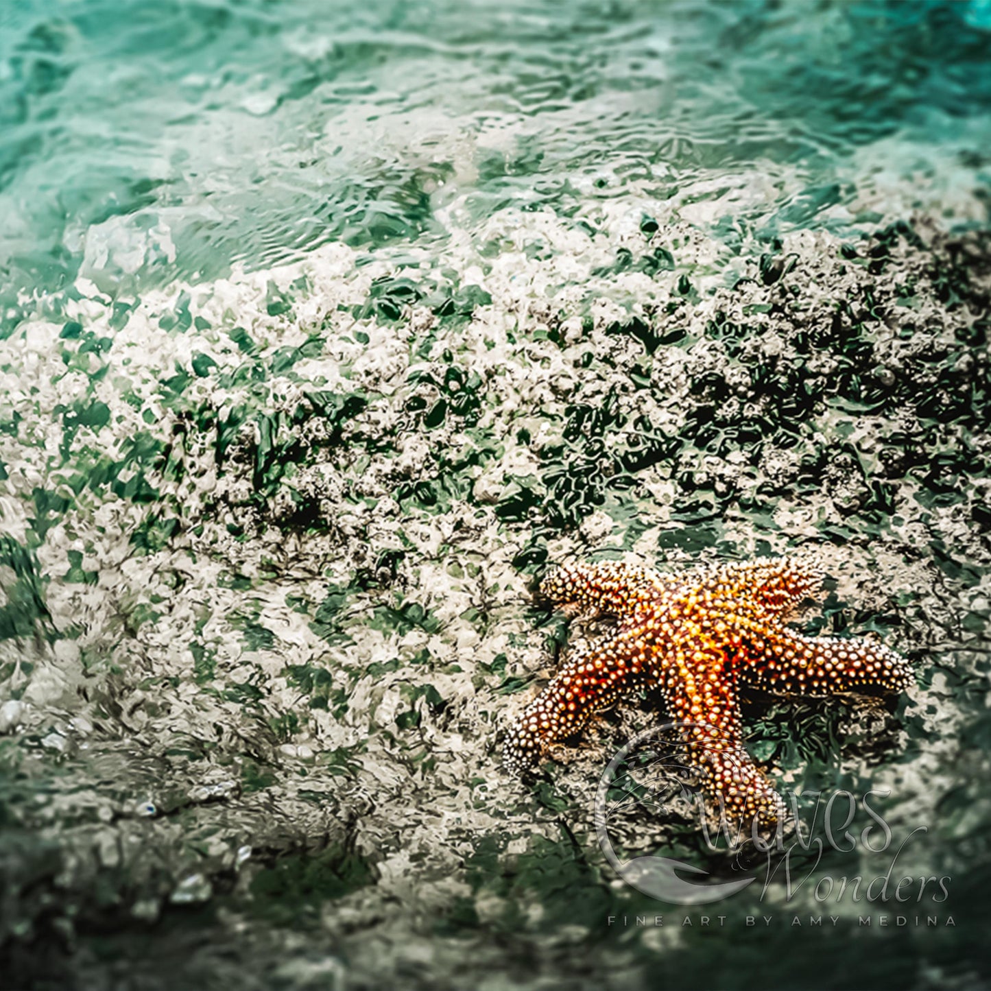 a starfish on a rock in the ocean