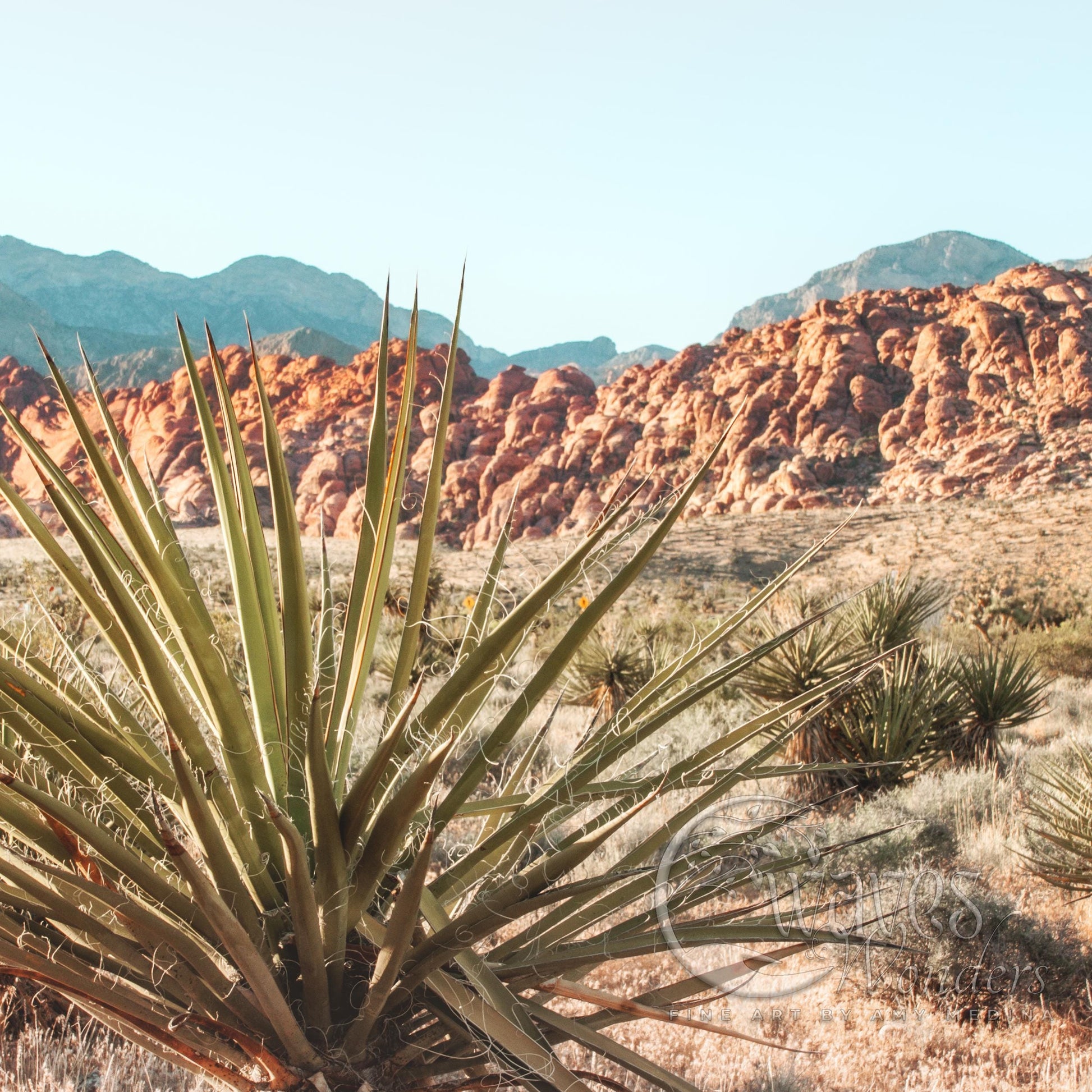 a large green plant sitting in the middle of a desert