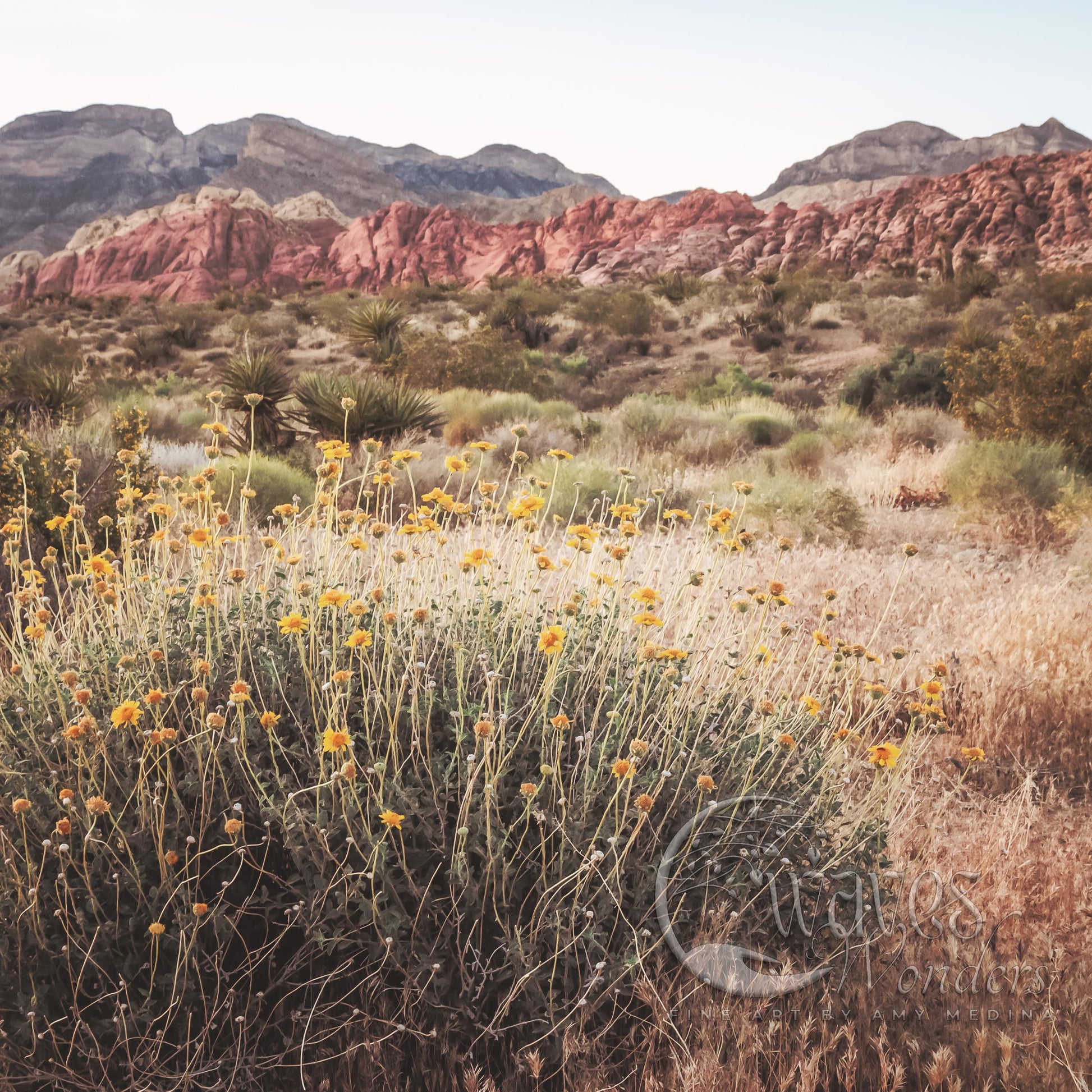 a bush with yellow flowers in front of a mountain range