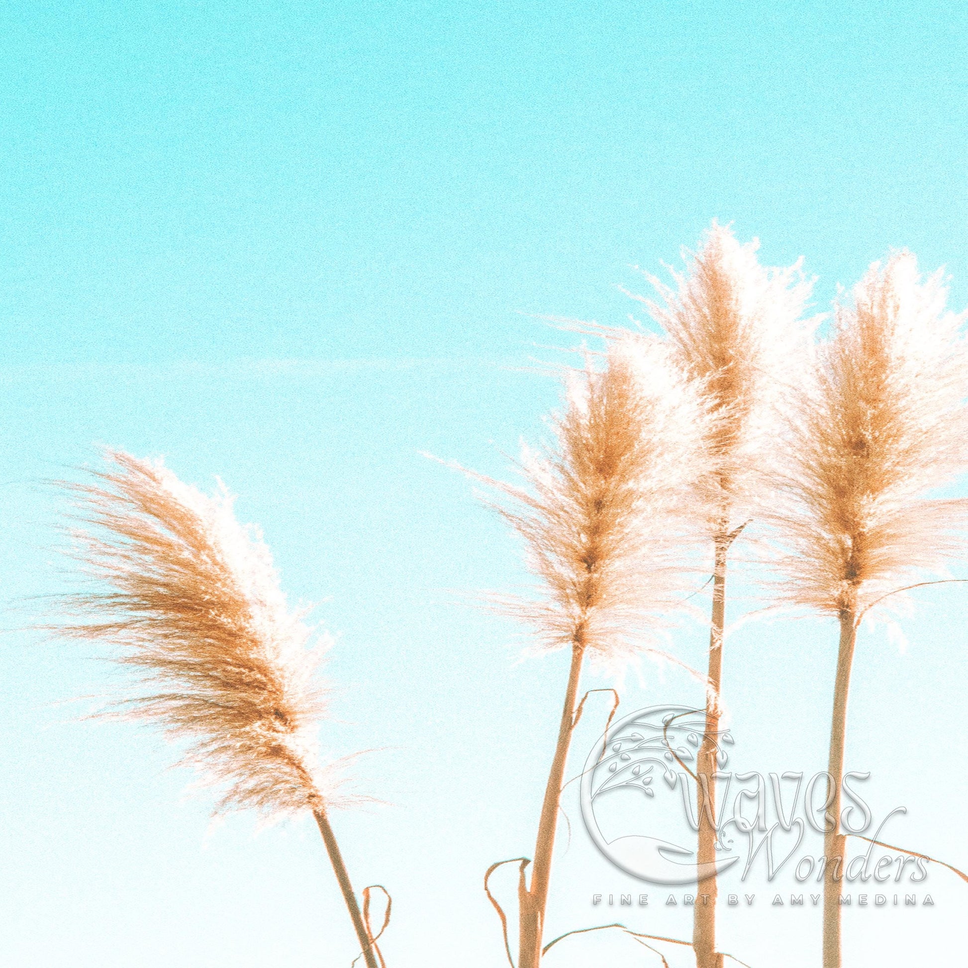 a group of tall grass blowing in the wind