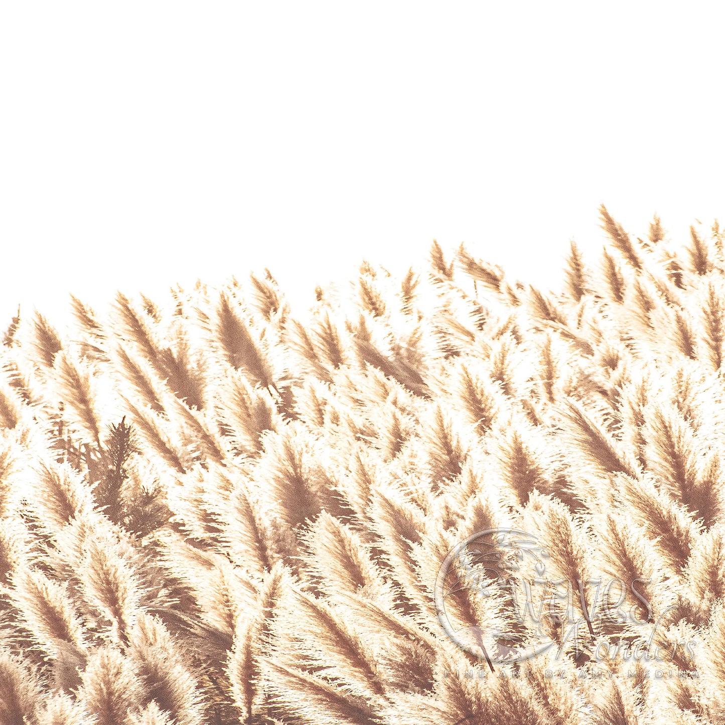 a field of tall grass with a sky in the background